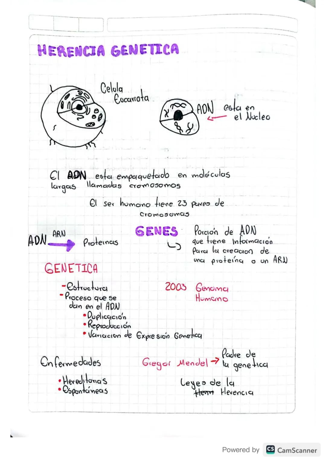 # HERENCIA GENETICA
Celula
Eucarrota
ADN esta en
el Nucleo
CI ADN esta empaquetado en moléculas
largas llamadas cromosomos
El ser humano