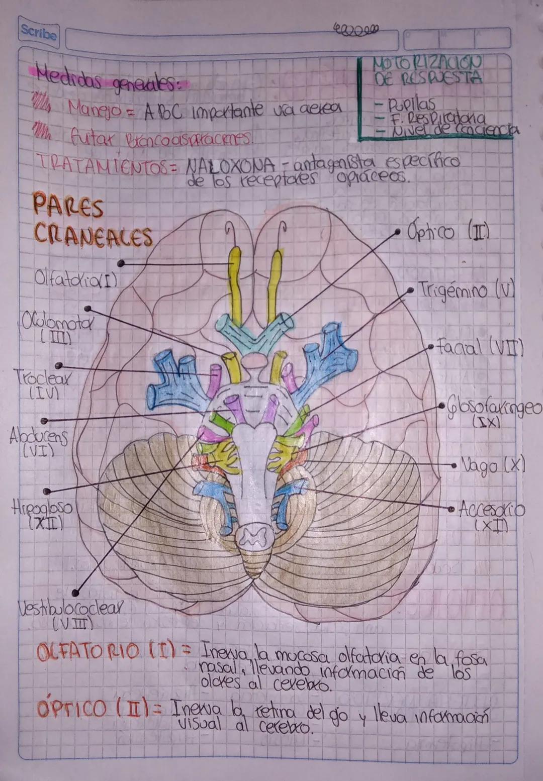 Scribe
Medidas generales:
4000000
Mango = ABC importante ura aerea
futax Blancoaspatacknes
MOTORIZACION
DE RESPUESTA
- Popilas
- F. Respir