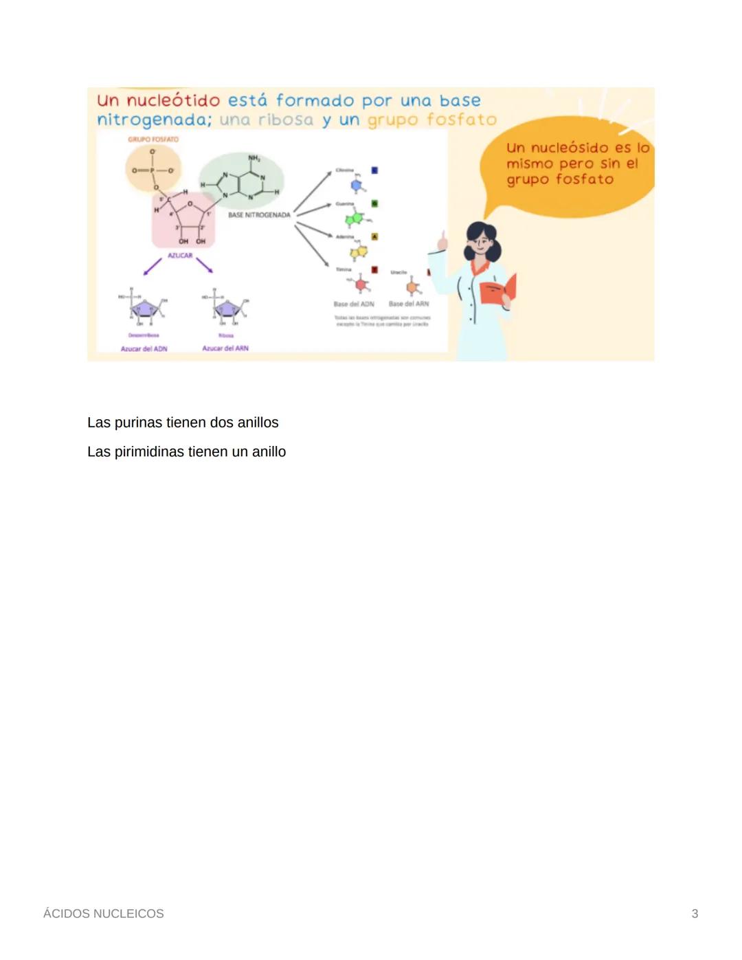 ÁCIDOS NUCLEICOS
• Los ácidos nucleicos transmiten la información hereditaria y determinan qué
proteínas produce una célula.
• Está el ADN y