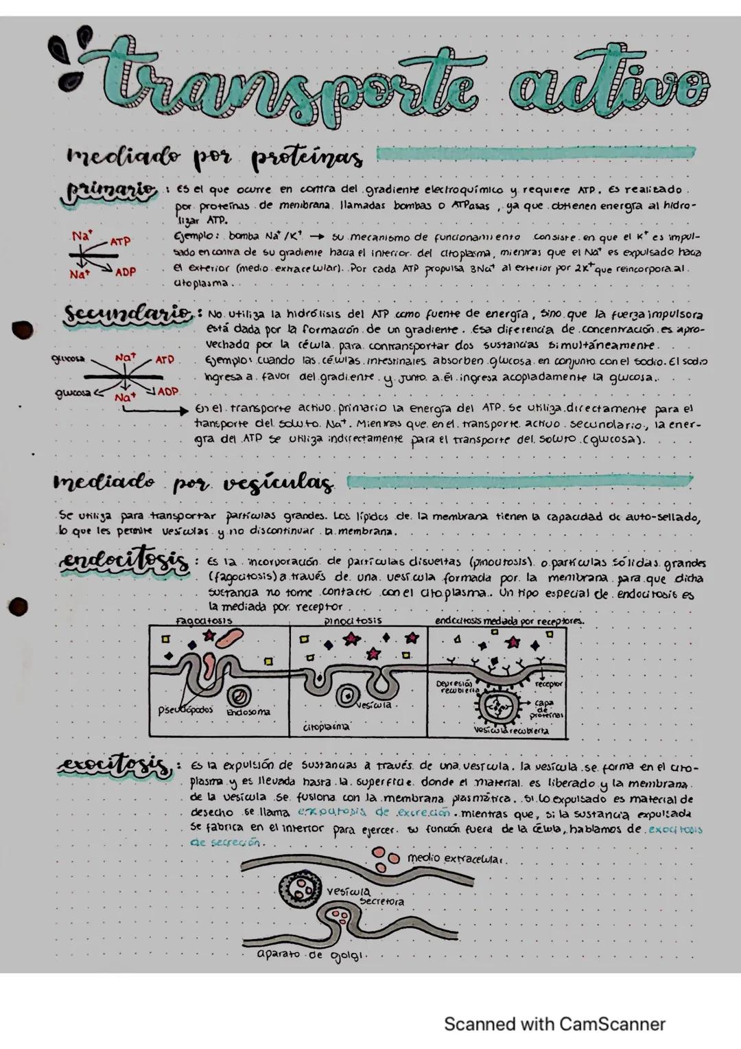 transporte active
mediado por proteinas
primarie .: Es el que ocurre en contra del gradiente electroquímico y requiere ATP. Es realitado
por
