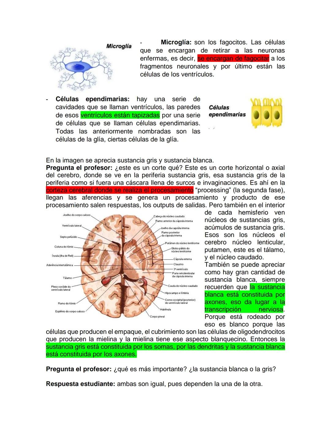 # 02 - Morfofisiología 1 - 21102020 - Generalidades de morfología - Els
GENERALIDADES DE MORFOLOGÍA
Evidentemente, hay una serie de inquie