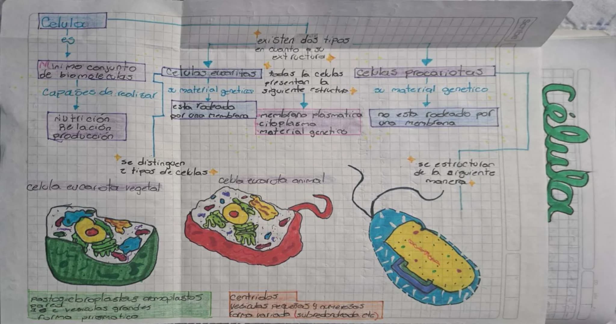 Scribe
# Celula
es
- Minimo conjunto
- de biomoleculas
- Capases de realizar
- Nutrición
- Relación
- producción
existen dos tipos
e