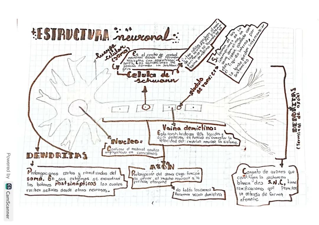 ESTRUCTURA NEURONAL
