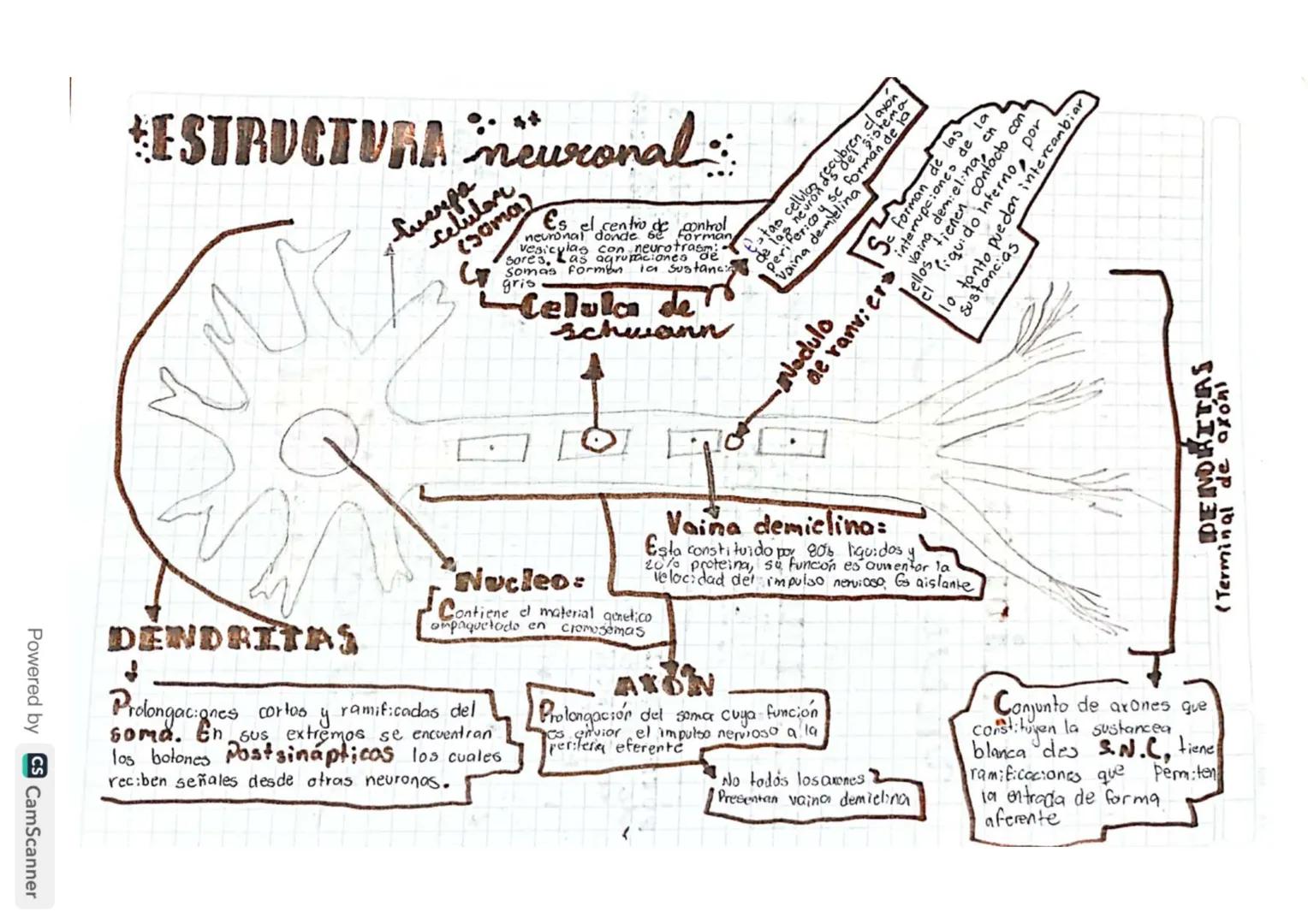 # ESTRUCTURA neuronal
celulare
Cuerpa
(soma)
Es el centro de control
neuronal donde se forman
vesiculas con neurotrasme
sores, Las agrupac