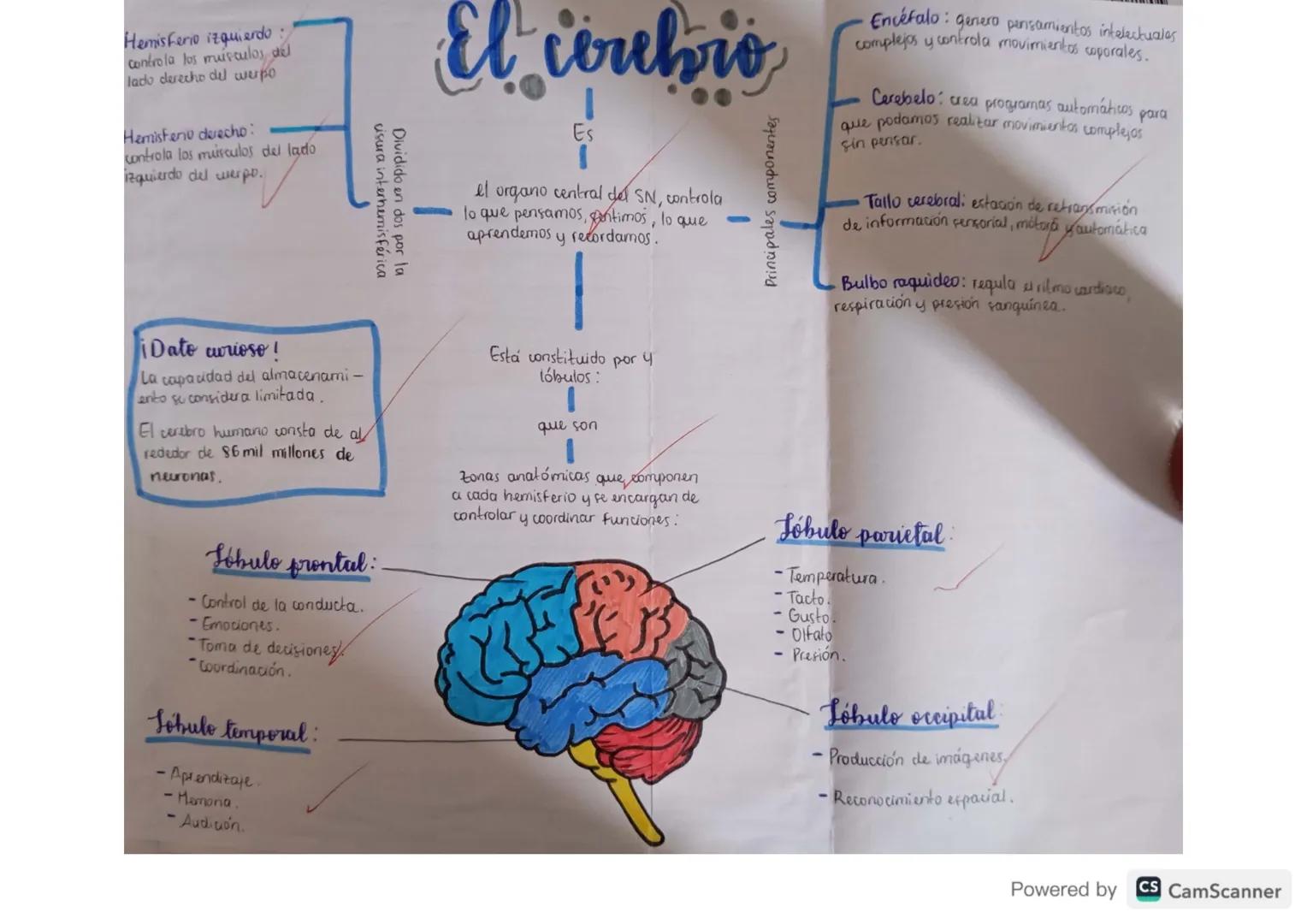 Hemisferio izquierdo:
controla los muisculos del
lado derecho del werpo
Hemisferio derecho:
controla los muisculos del lado
zquierdo del we