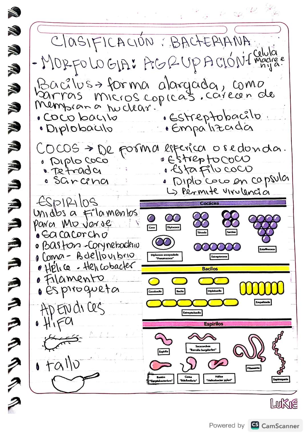 Clasificación bacterias