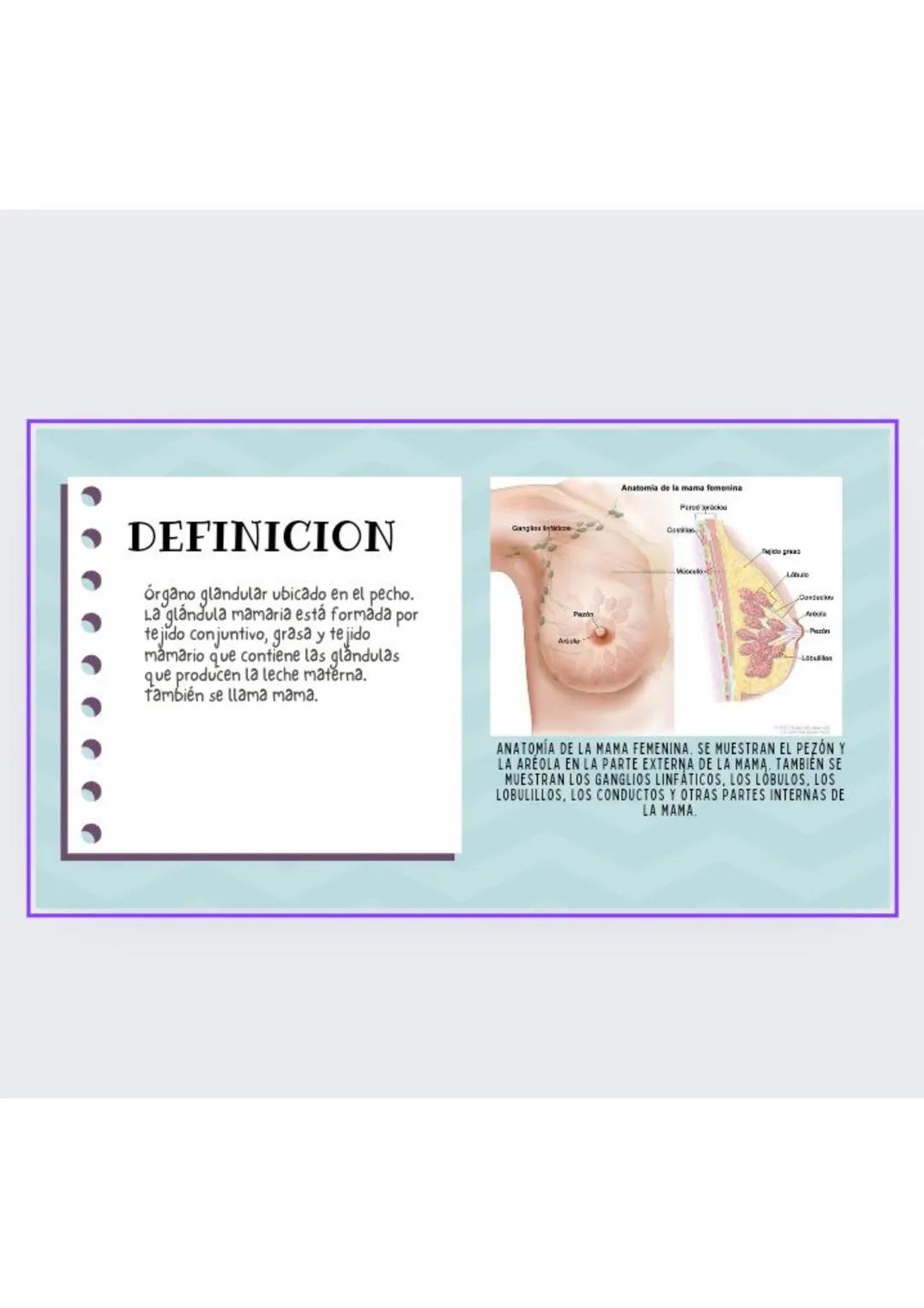 # GLANDULAS
MAMARIAS
GRADO : 8 DEFINICION
órgano glandular ubicado en el pecho.
La glándula mamaria está formada por
tejido conjuntivo, g