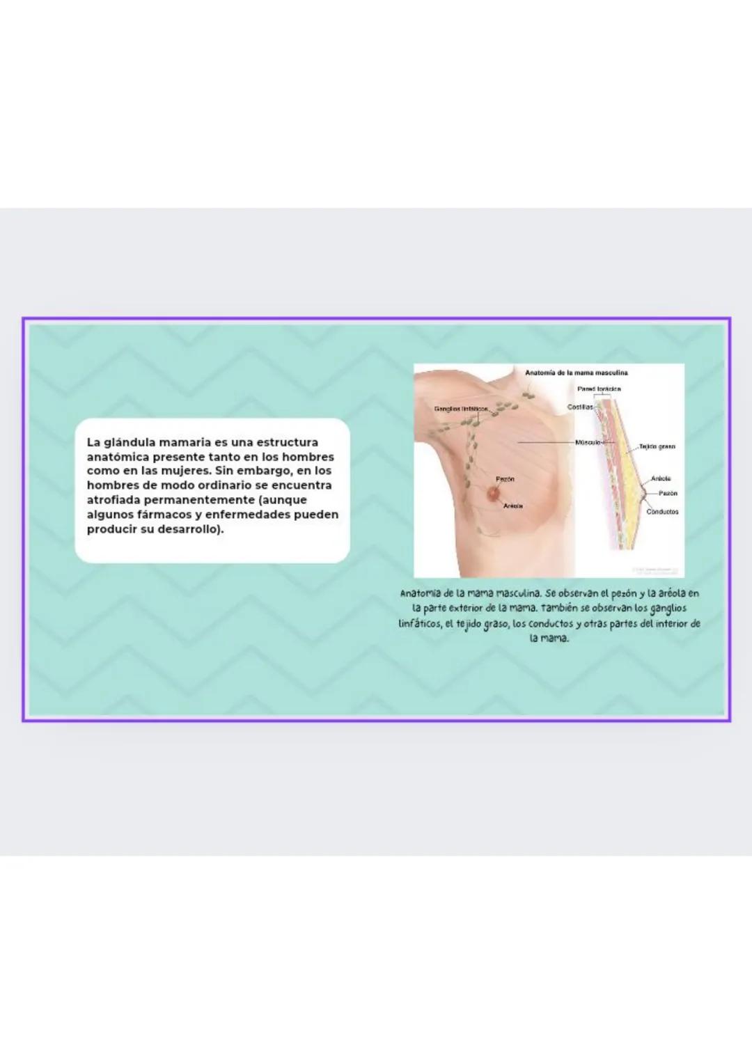# GLANDULAS
MAMARIAS
GRADO : 8 DEFINICION
órgano glandular ubicado en el pecho.
La glándula mamaria está formada por
tejido conjuntivo, g