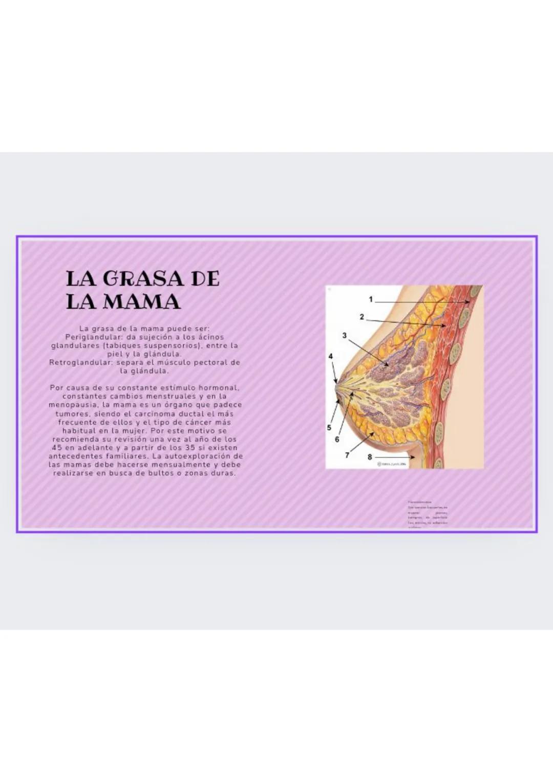 # GLANDULAS
MAMARIAS
GRADO : 8 DEFINICION
órgano glandular ubicado en el pecho.
La glándula mamaria está formada por
tejido conjuntivo, g