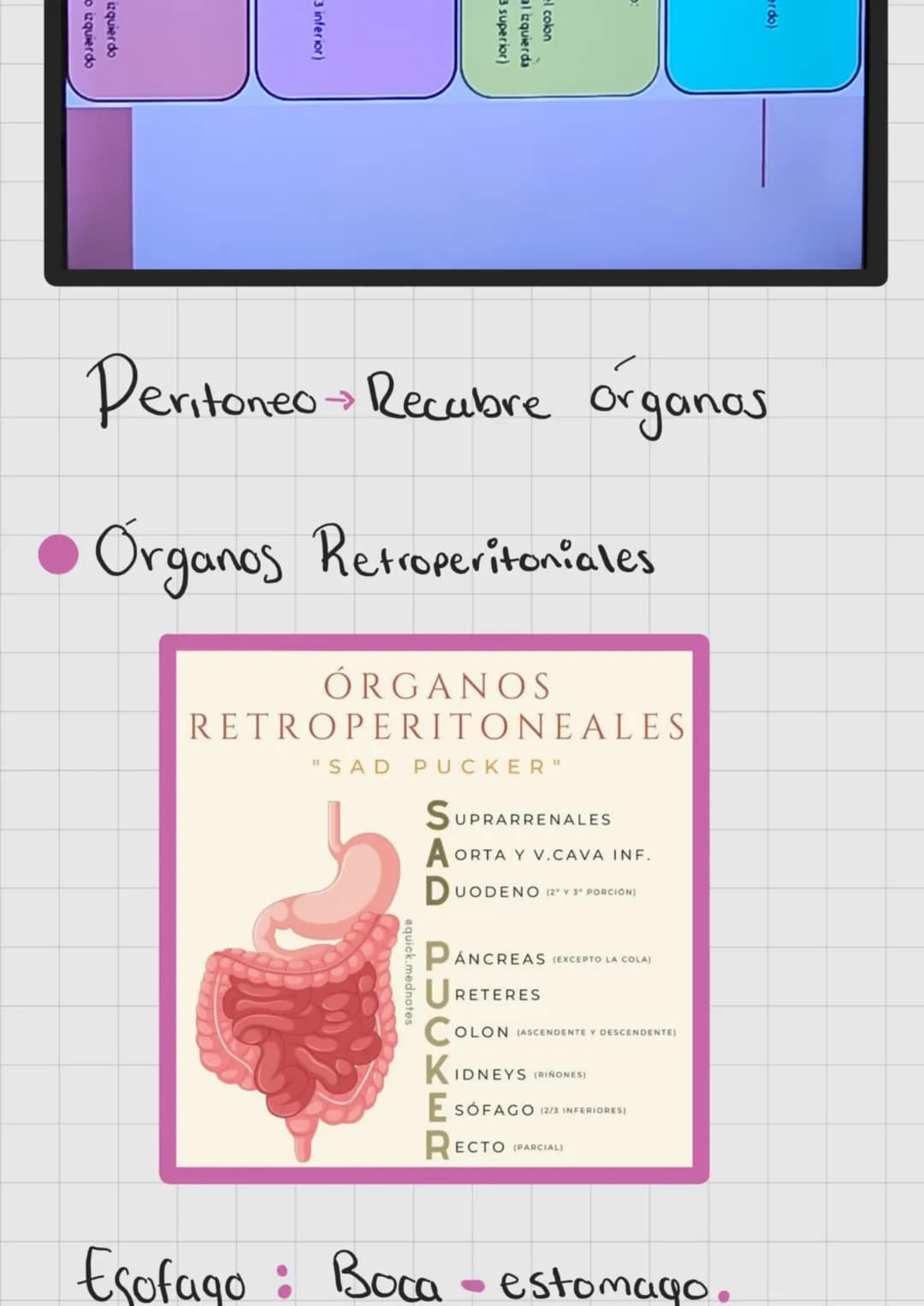 # SISTEMA DIGESTIVO
* Extrae nutrientes y elimina residuos.
Ingestión → Digestión → Absorción
→ Compactación → Defecación.
Hipocondrio D