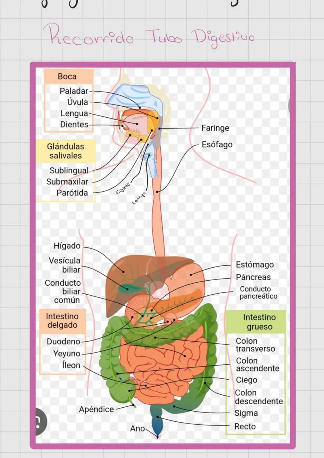 # SISTEMA DIGESTIVO
* Extrae nutrientes y elimina residuos.
Ingestión → Digestión → Absorción
→ Compactación → Defecación.
Hipocondrio D