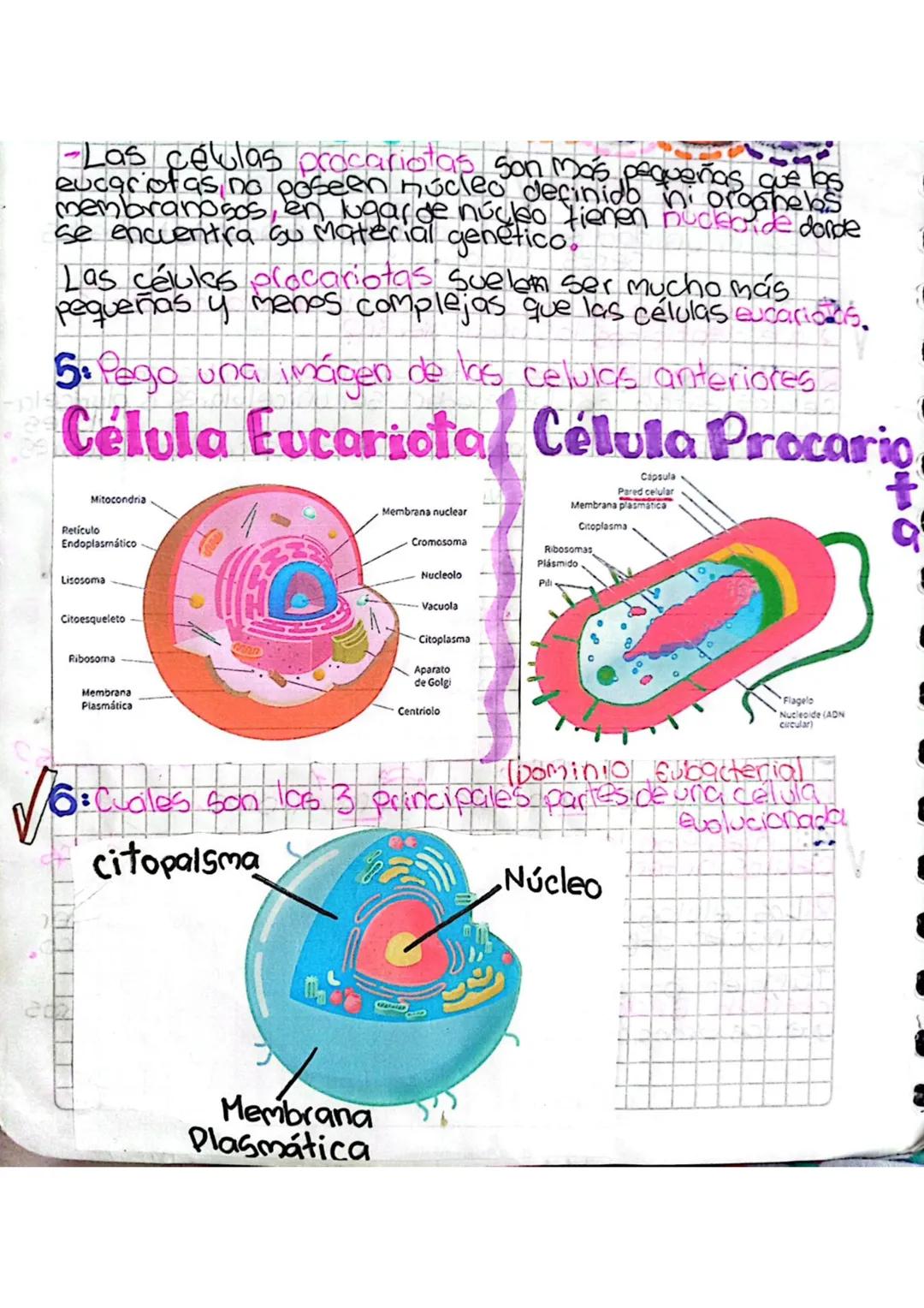 DESARROLLO
1: Que es la célula.
R:Es la unidad estructural y funcional de todos los
Seres vivos.
2: Cuales son los postulados de la teoria c