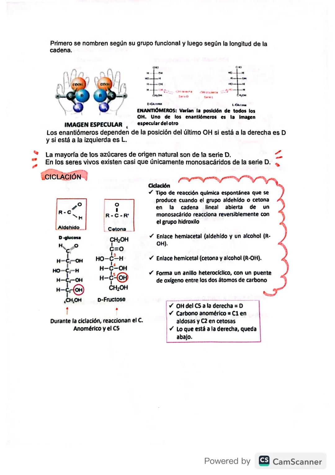 Biología grado 11 - Ciclación y Proyecciones