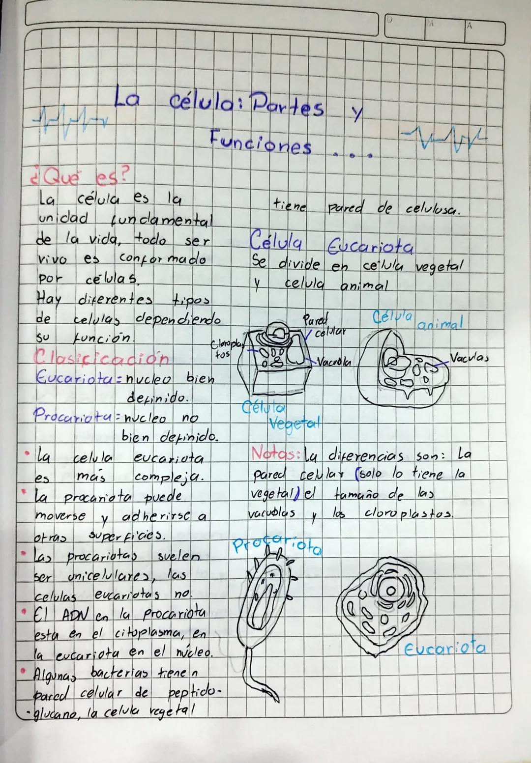 # La célula: Partes y
Funciones
¿Que es?
La célula es la tiene Pared de celulusa.
unidad fundamental.
de la vida, todo ser Célula Eucar