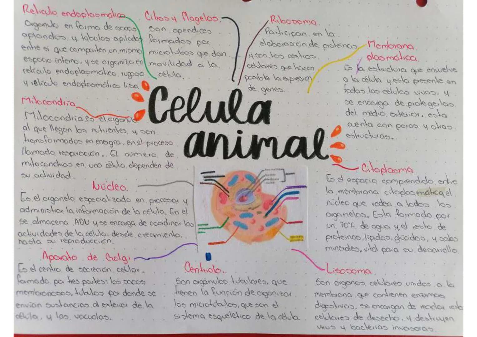# Celula animal
## Retículo endoplasmático
Orgánulo en forma de sacos aplanados y túbulos apilados entre sí que comparten un mismo espacio