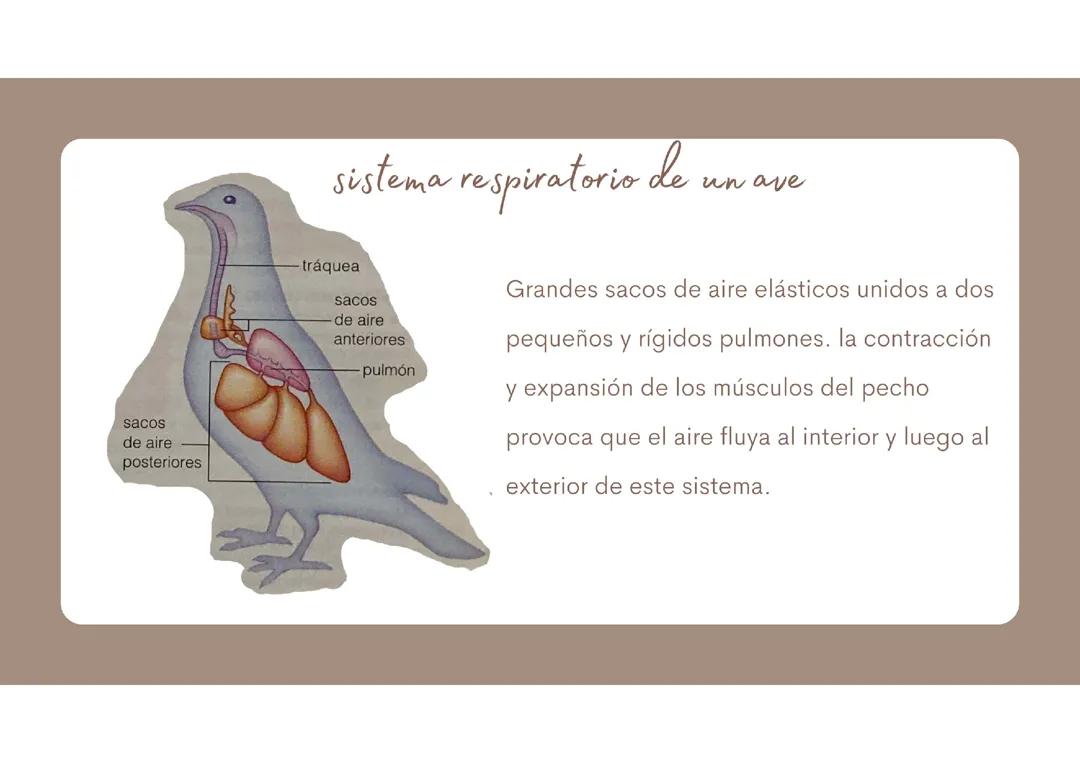 Respiración en aves