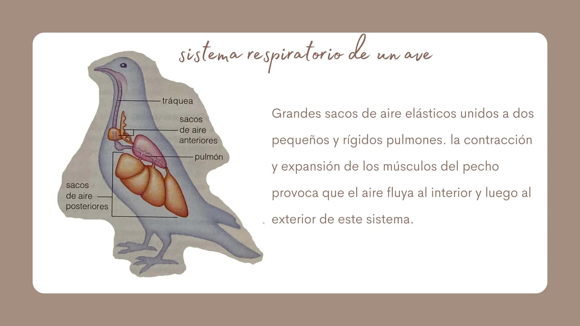 sacos
de aire
posteriores
sistema respiratorio
un ave
tráquea
sacos
de aire
anteriores
-pulmón
Grandes sacos de aire elásticos unidos a dos