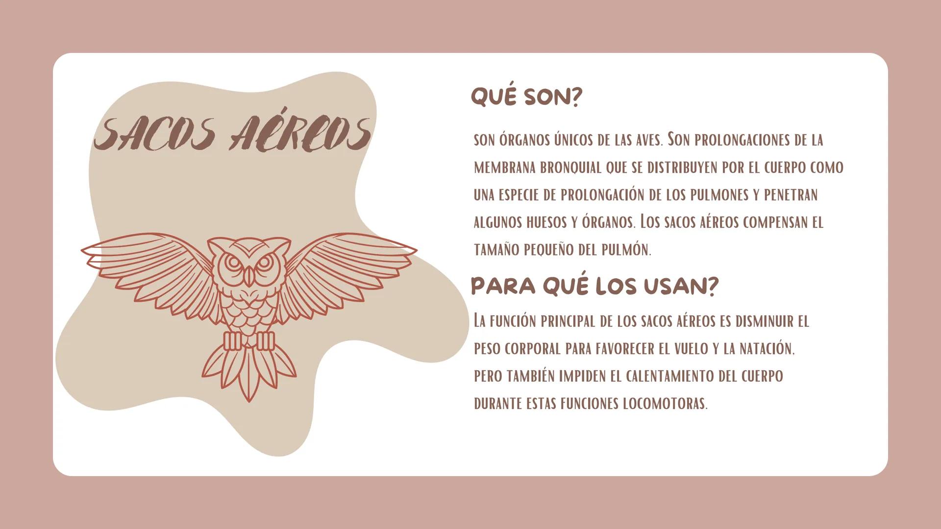 sacos
de aire
posteriores
sistema respiratorio
un ave
tráquea
sacos
de aire
anteriores
-pulmón
Grandes sacos de aire elásticos unidos a dos