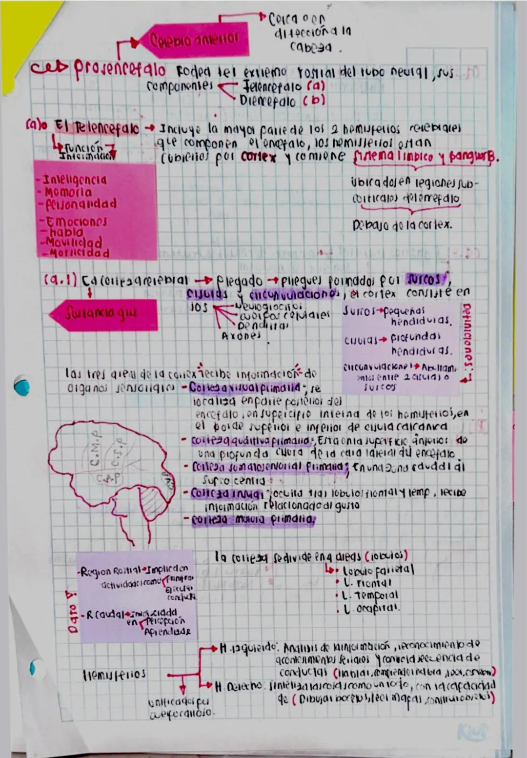 4
Ces principales divisiones del sist. N.
- Jist N. Central
- Sist. N. pelifeno.
Sistema
Ce&Meninges.
Encefalo
Medula espinal
NOVIOS
•Gangli