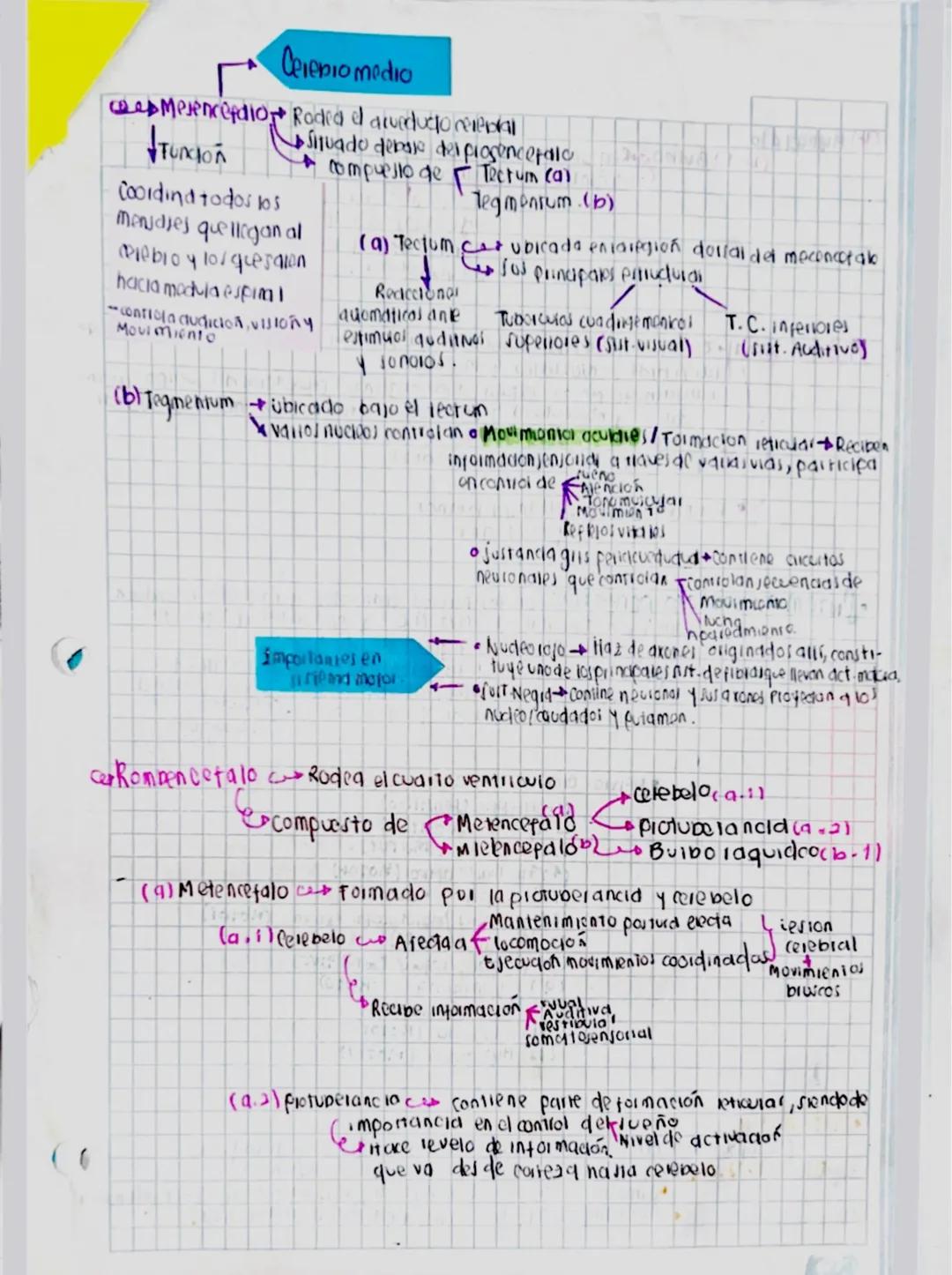 4
Ces principales divisiones del sist. N.
- Jist N. Central
- Sist. N. pelifeno.
Sistema
Ce&Meninges.
Encefalo
Medula espinal
NOVIOS
•Gangli