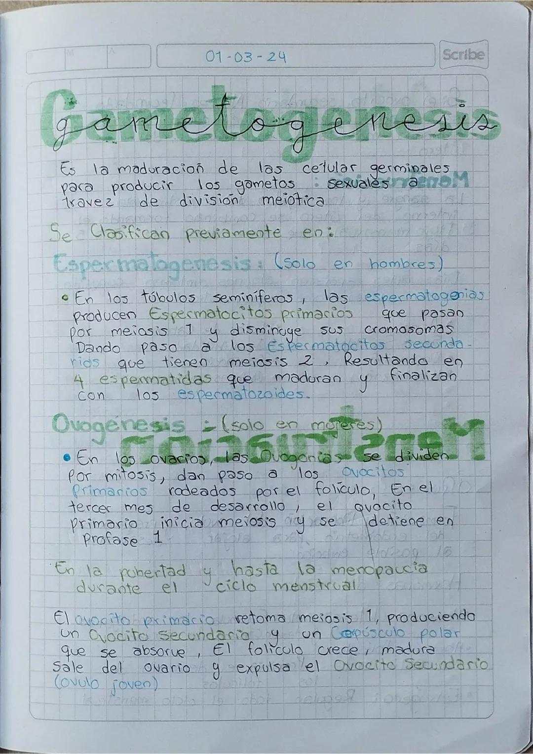 GAMETOGENESIS