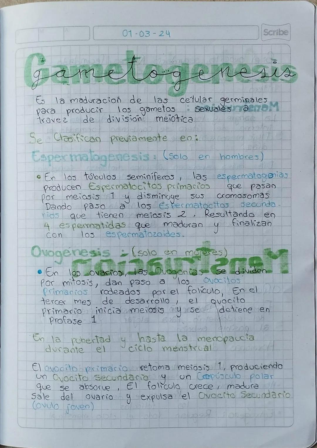 01-03-24
Scribe
Gametogenesis
Es la maduracion de las cetular germinales
para producir los gametos Sexuales a M
meiotica
travez
de division
