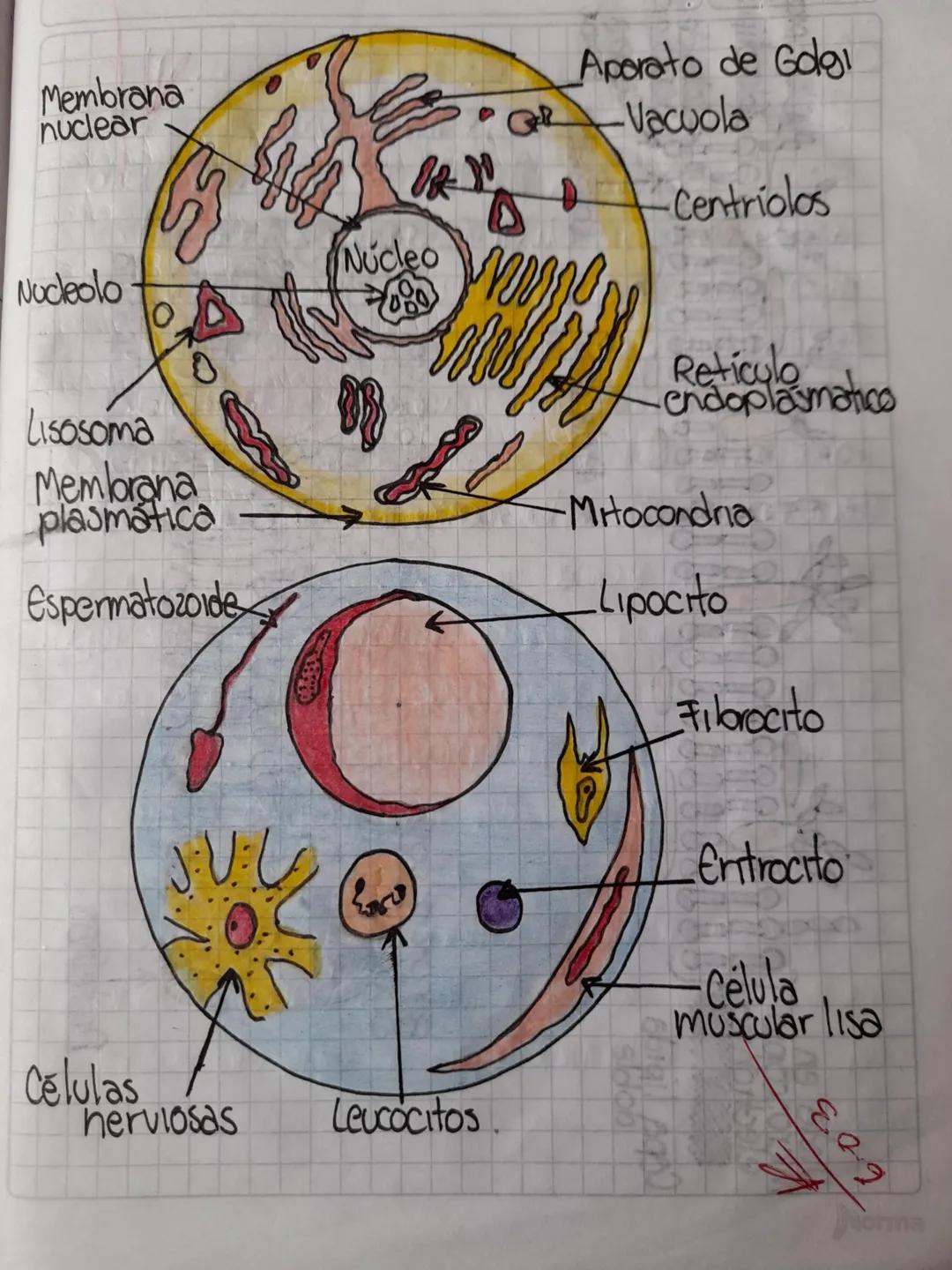 •Membrana
Celular len
Membrana de permeabi-
lidad diferencial a través
de la cual entran
necesitan y son
liberados los
residuos.
Membrana
ce