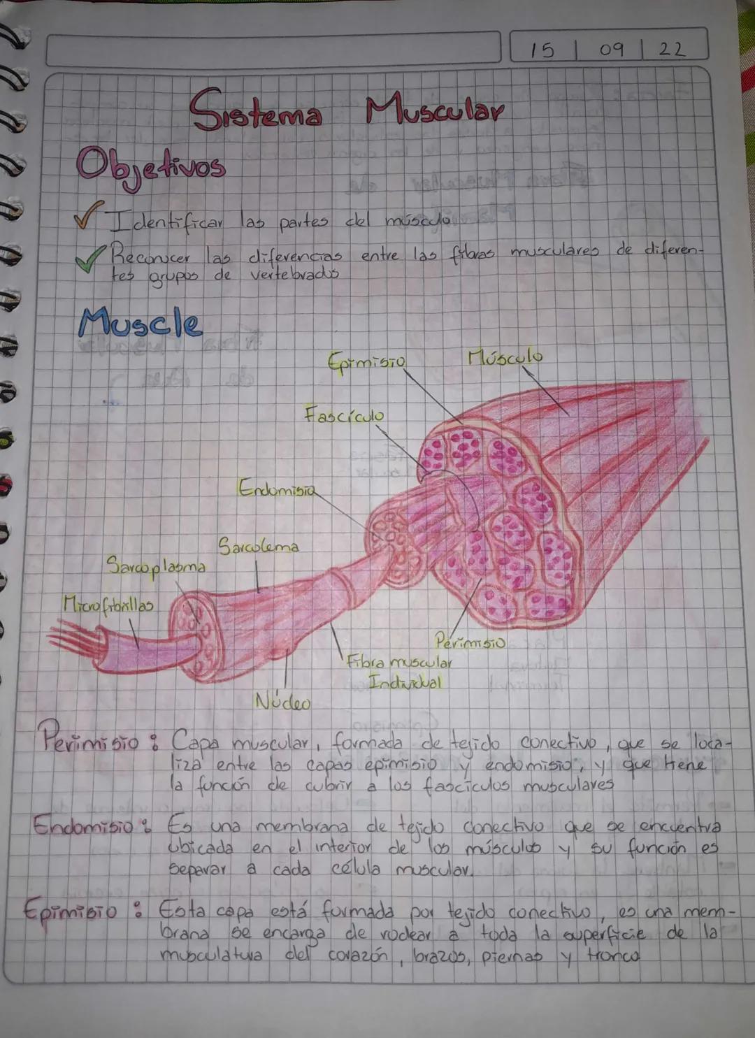 150922
# Sistema Muscular
## Objetivos
✔Identificar las partes cel músculo
✔Reconocer las diferencias entre las fibras musculares de dif