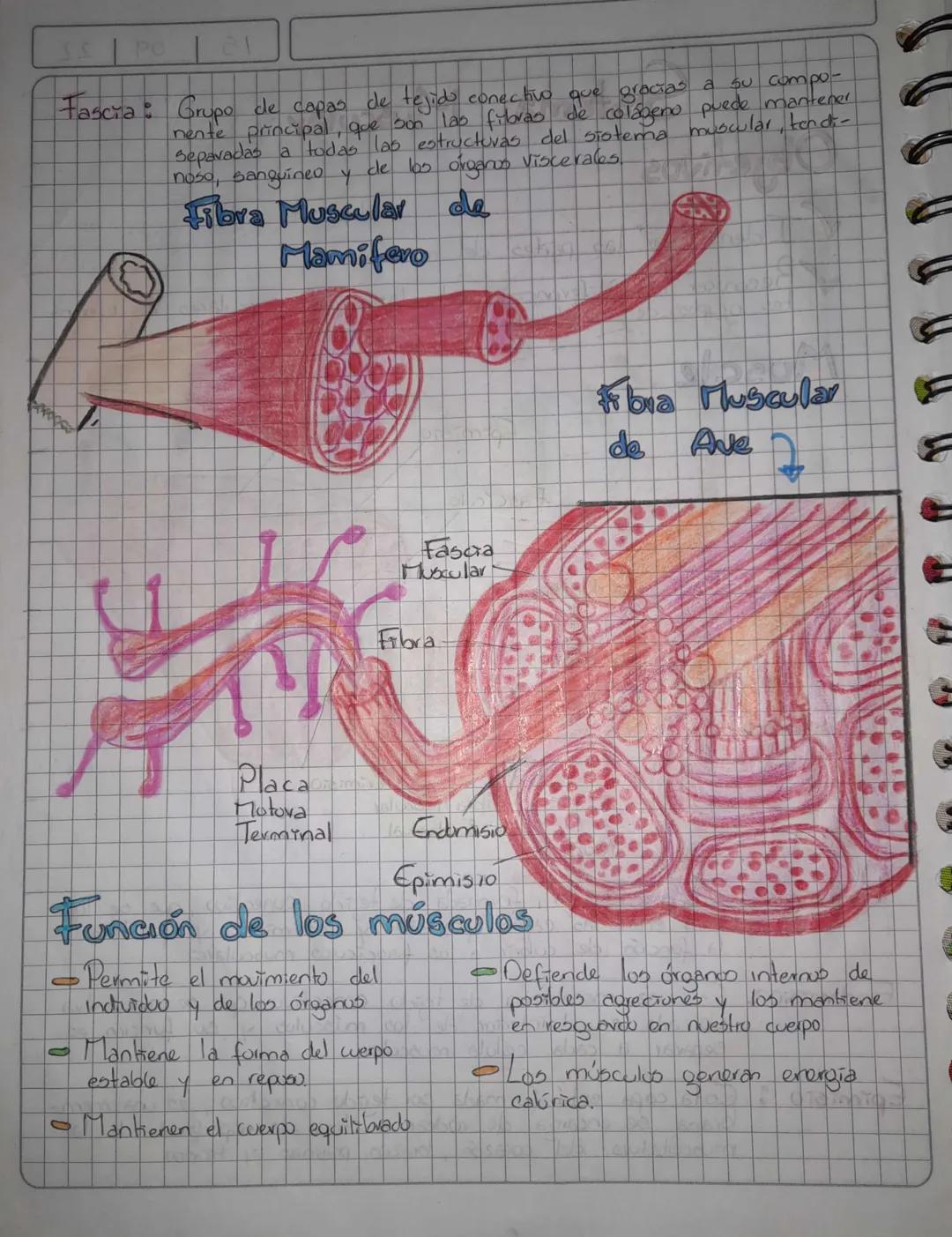 150922
# Sistema Muscular
## Objetivos
✔Identificar las partes cel músculo
✔Reconocer las diferencias entre las fibras musculares de dif