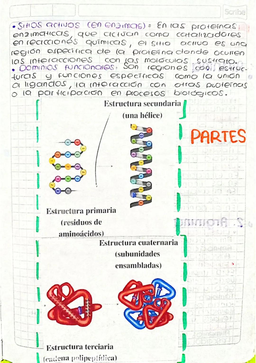Scribe
Tarea #1 - Cuarto periodo
•
Definir proteina
Las proteinas son macromoleculas esenciales
para la vida que desempeñan una amplia varie