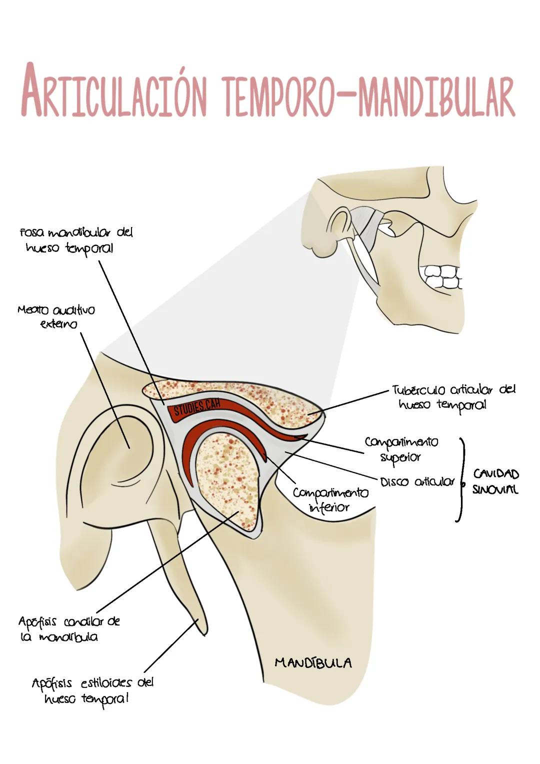 Articulación Temporo-mandibular