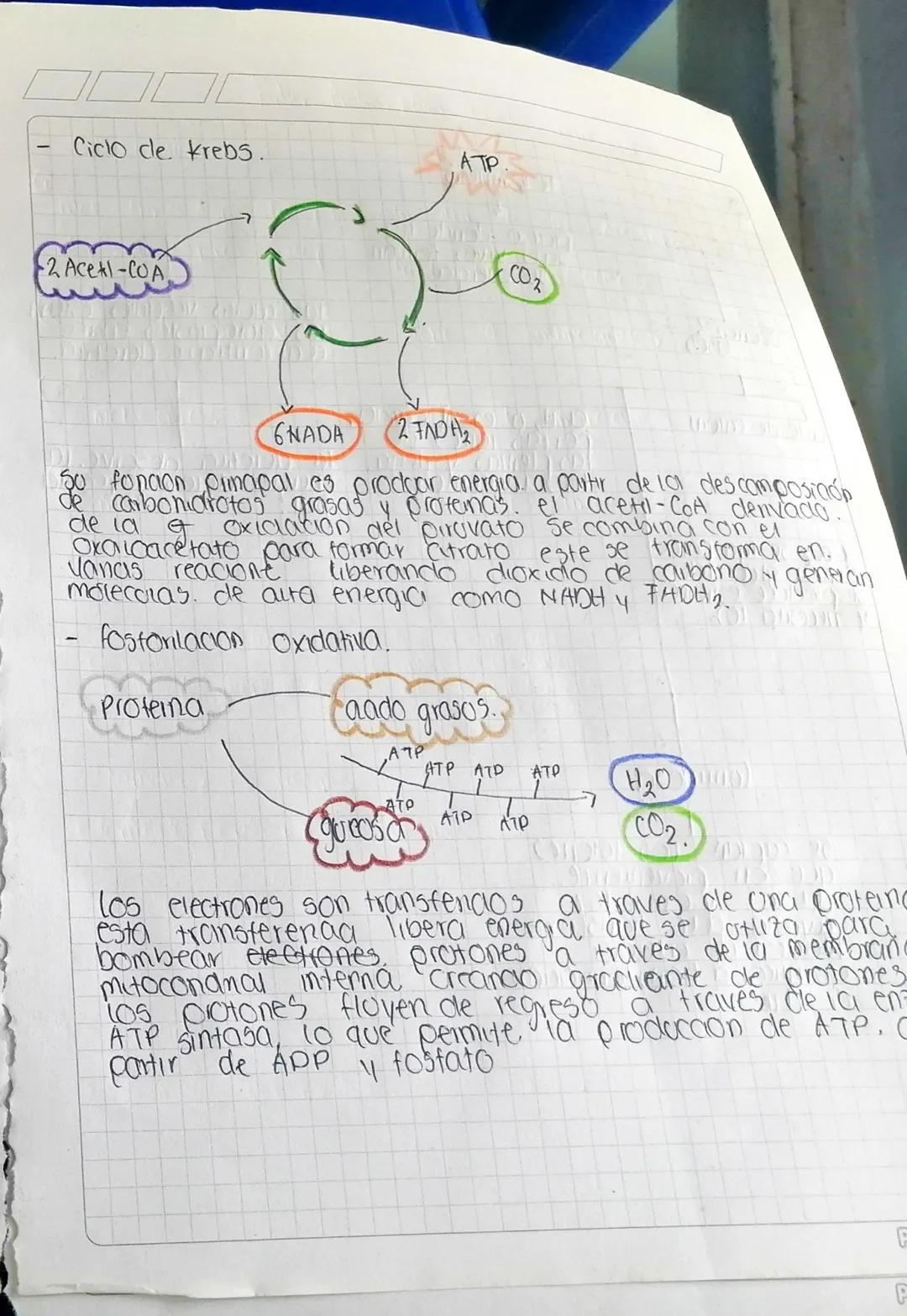 Jaiber Andres Para Garaa. 161105123.
resamen de que ocorre en las etapas de la respiración
celcrar.
- glocolisis
Glucosa
NAD+
ADD
NADA