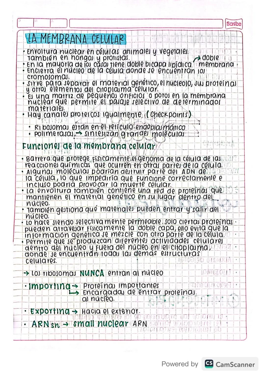 - No todo el genotipo es fenotipo NO IUVEYTOYO
# COMPONENTES DEL NÚCLEO
## CITOESQUELETO
* Al rededor del núcleo.
* Ancia el núcleo e