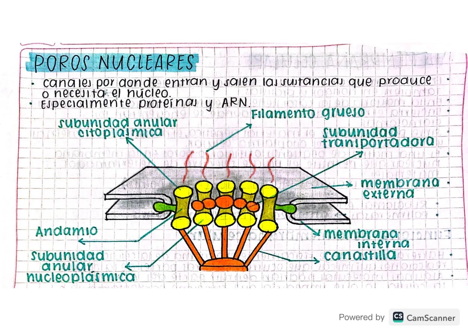 - No todo el genotipo es fenotipo NO IUVEYTOYO
# COMPONENTES DEL NÚCLEO
## CITOESQUELETO
* Al rededor del núcleo.
* Ancia el núcleo e