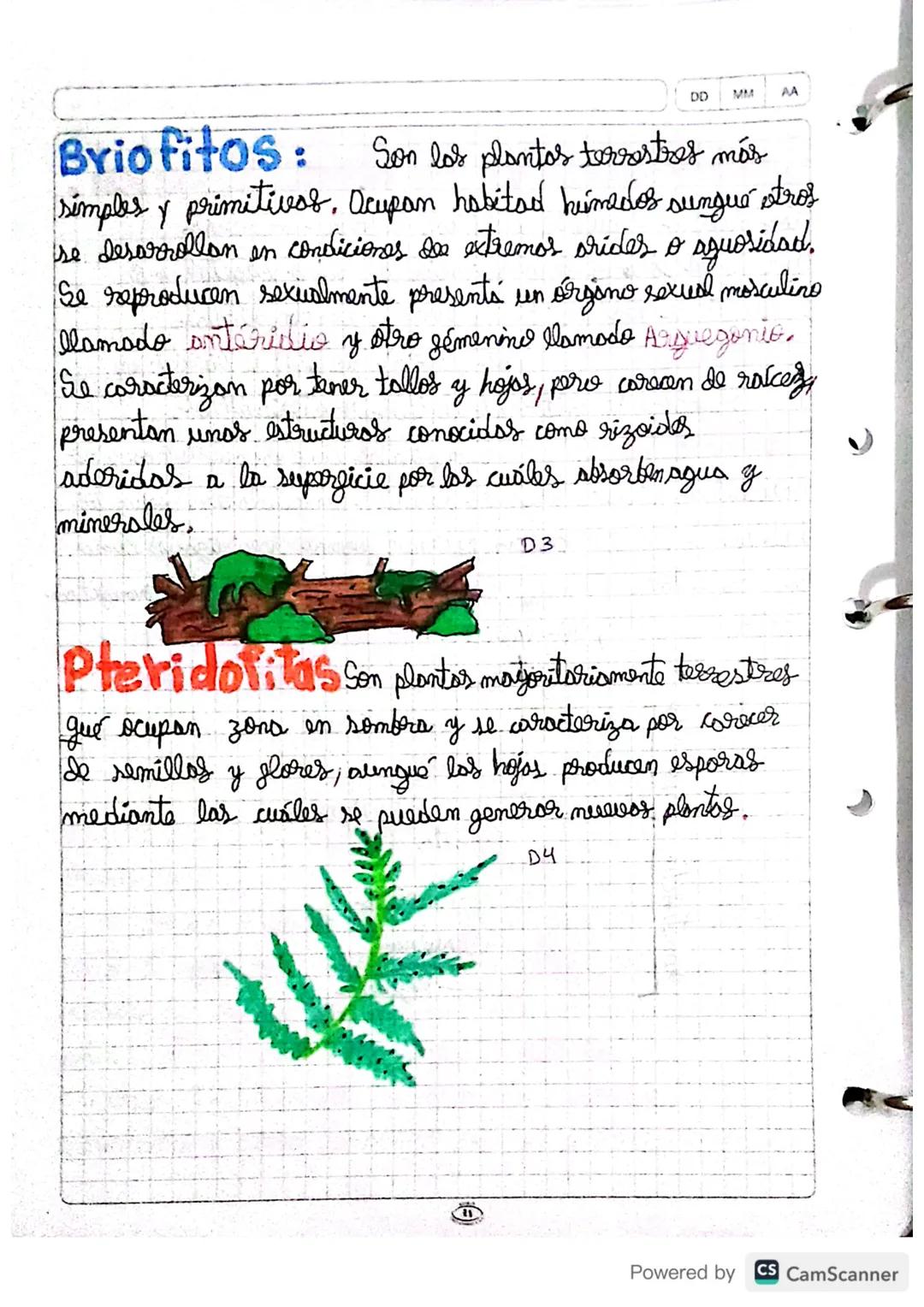DD
MM AA
REINO
VEGETAL
Es uno de los principales grupos en que la biología.
clasifica a los seres vivos conocidos. Junto con el
reino animal