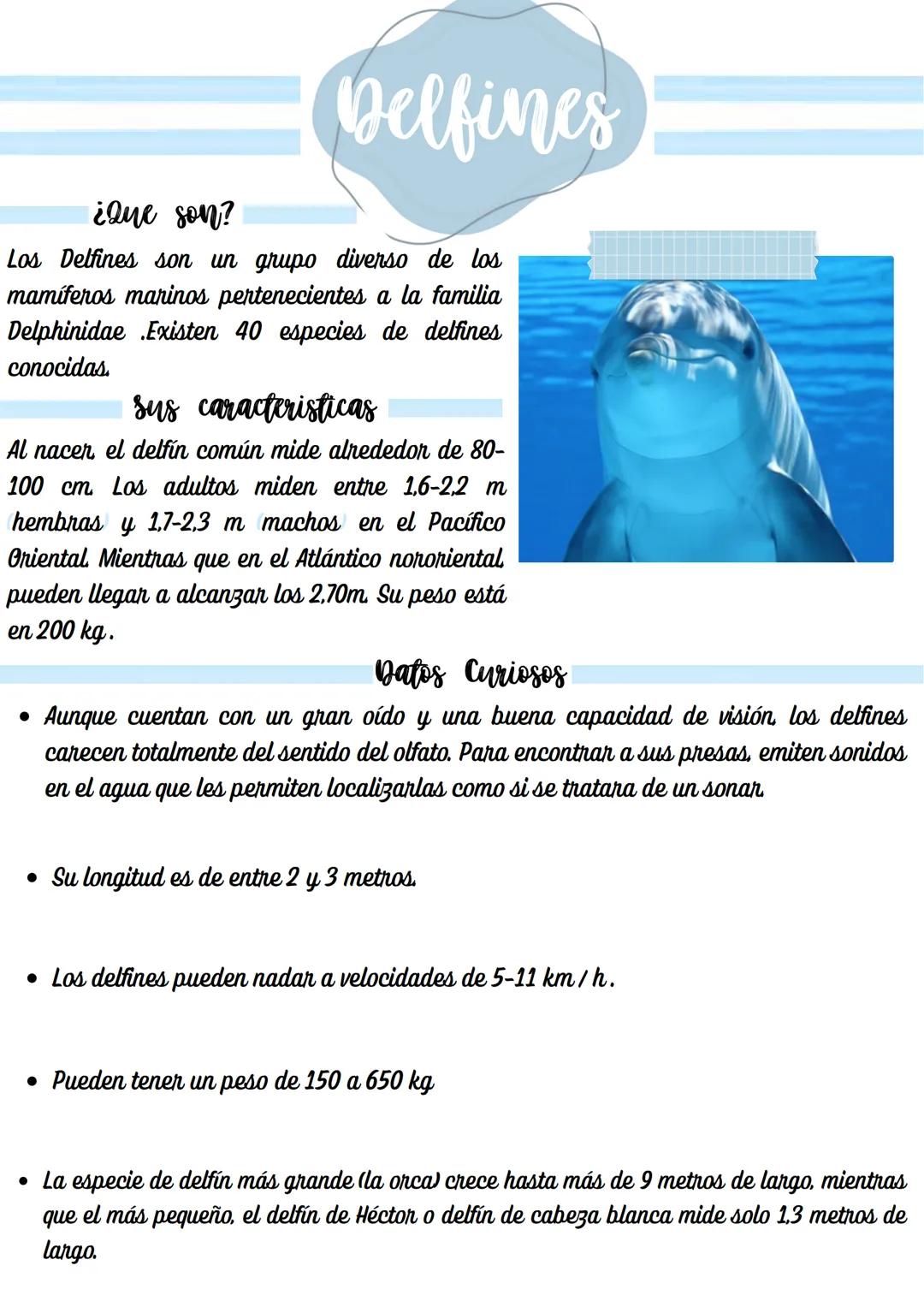Delfines
¿Que son?
Los Delfines son un grupo diverso de los
mamíferos marinos pertenecientes a la familia
Delphinidae Existen 40 especies de