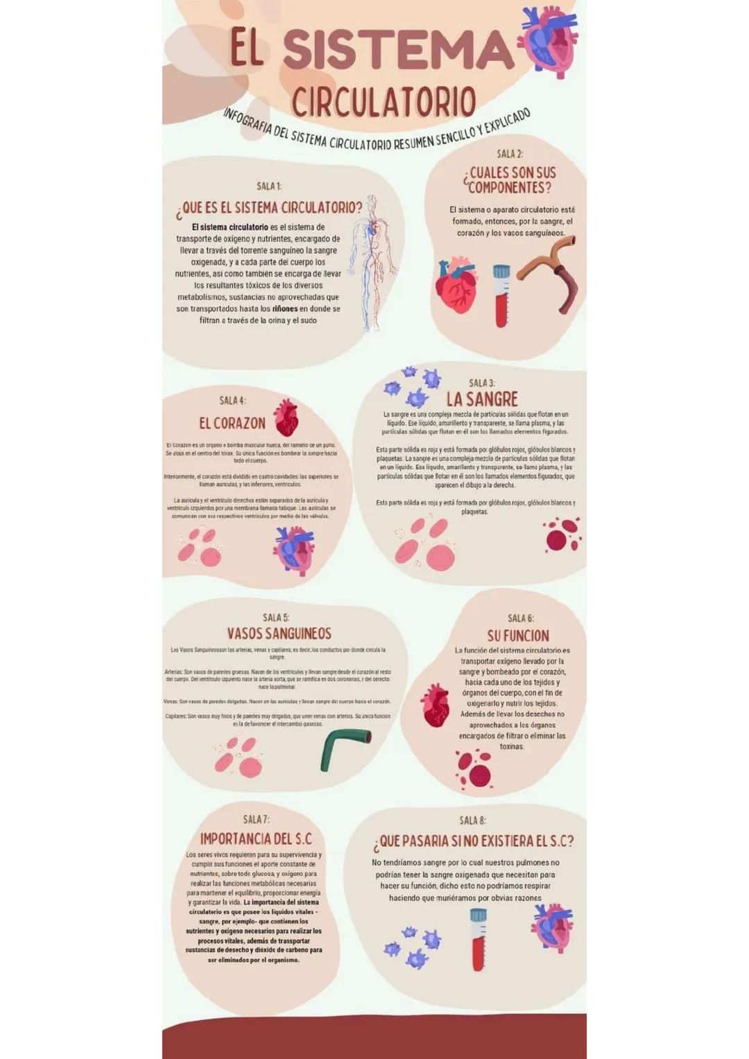 # EL SISTEMA
CIRCULATORIO
INFOGRAFIA DEL SISTEMA CIRCULATORIO RESUMEN SENCILLO Y EXPLICADO
SALA 1:
¿QUE ES EL SISTEMA CIRCULATORIO?
El si
