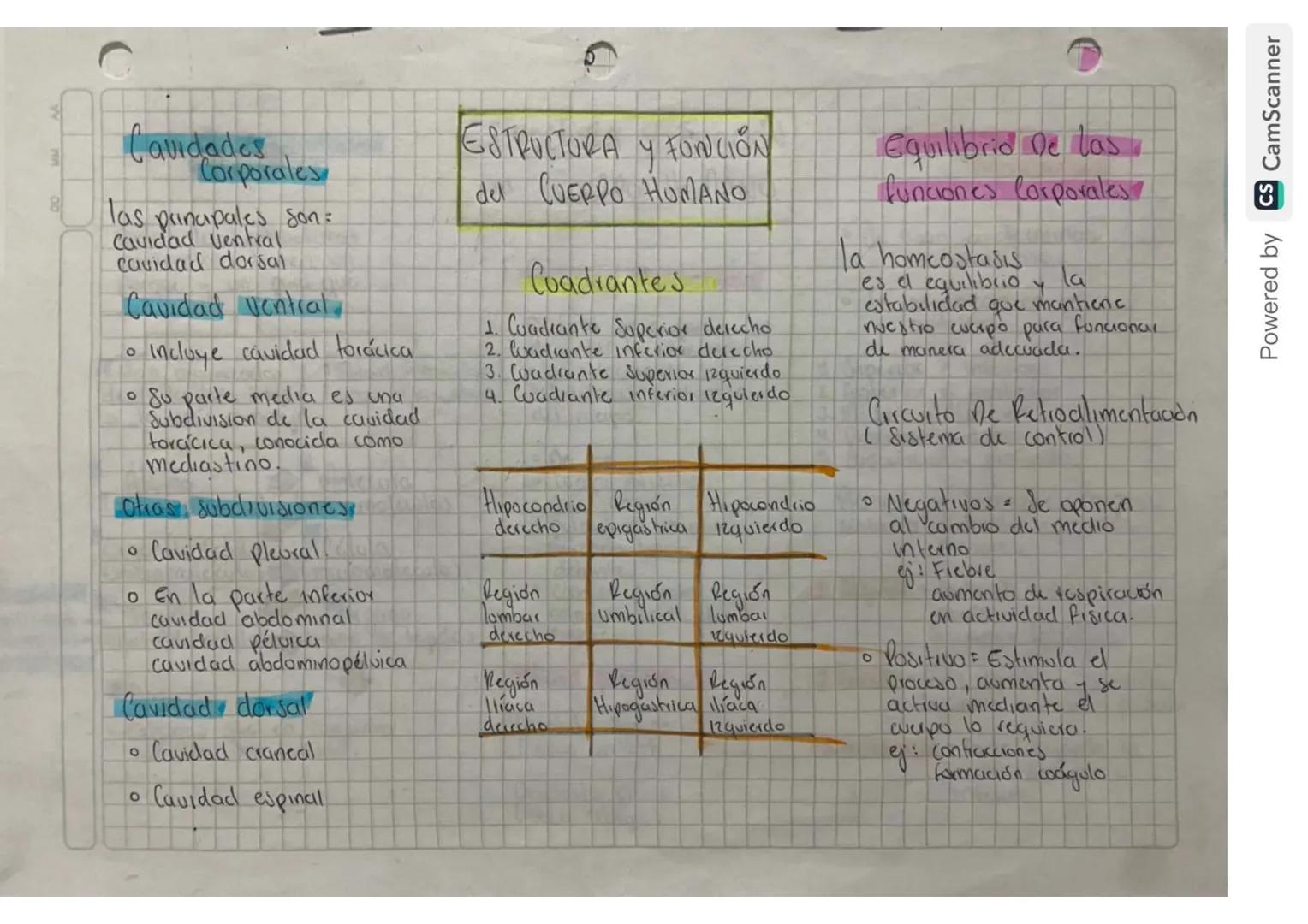 Caudades
Corporales
las principales son:
Cavidad ventral
cavidad dorsal
Cavidad ventral
о
Incluye cavidad torácica
• Su parte media es una
S
