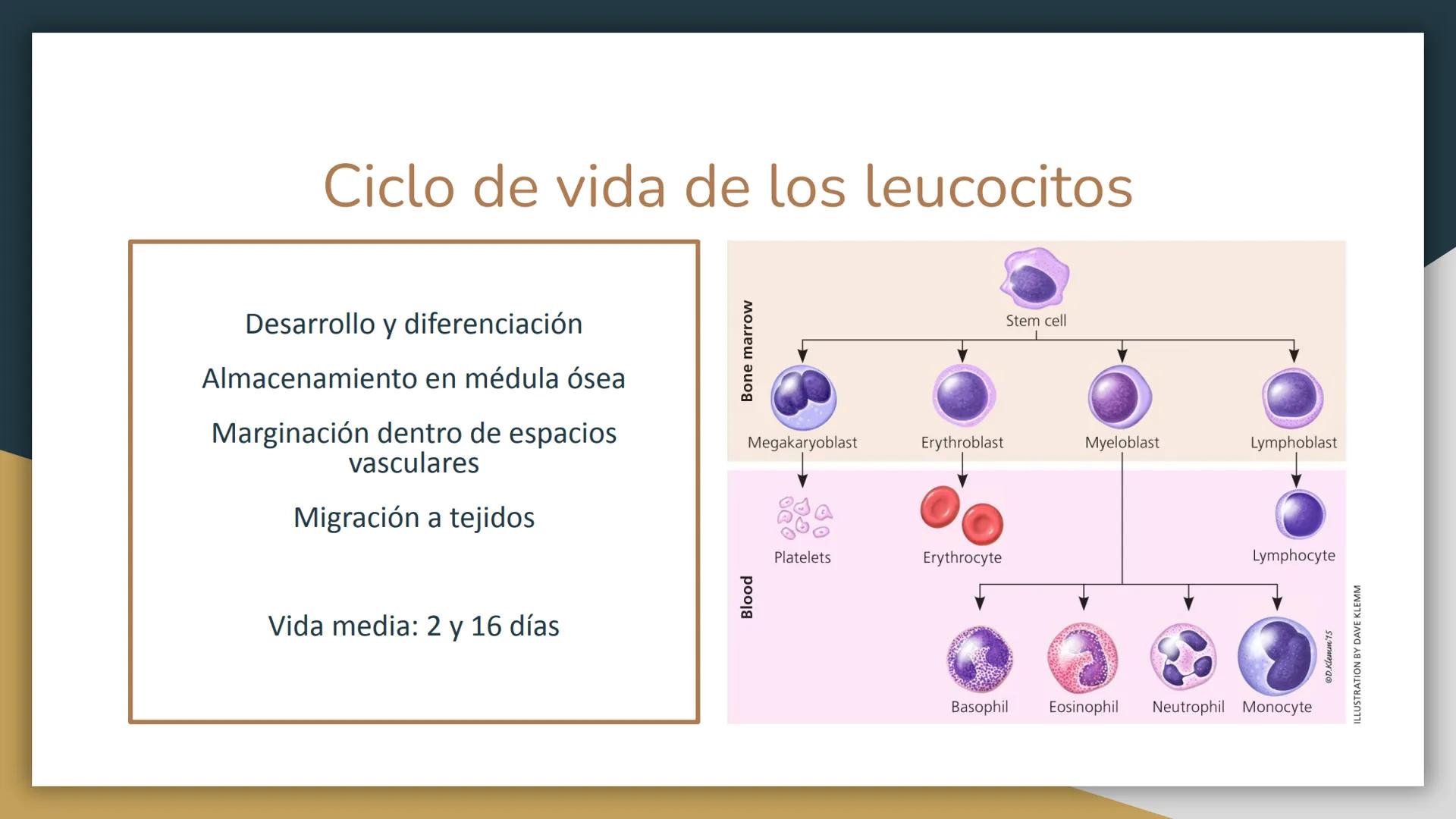 # Trastornos leucocitarios
JOSEPH JACOBO SU Leucocitosis
Recuento elevado de leucocitos por encima de 11,000 células por
mm3.
50,000 a 10