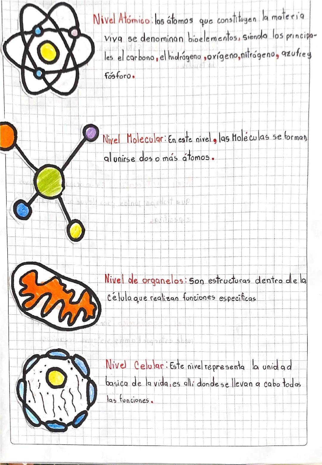 Niveles de organización biológica