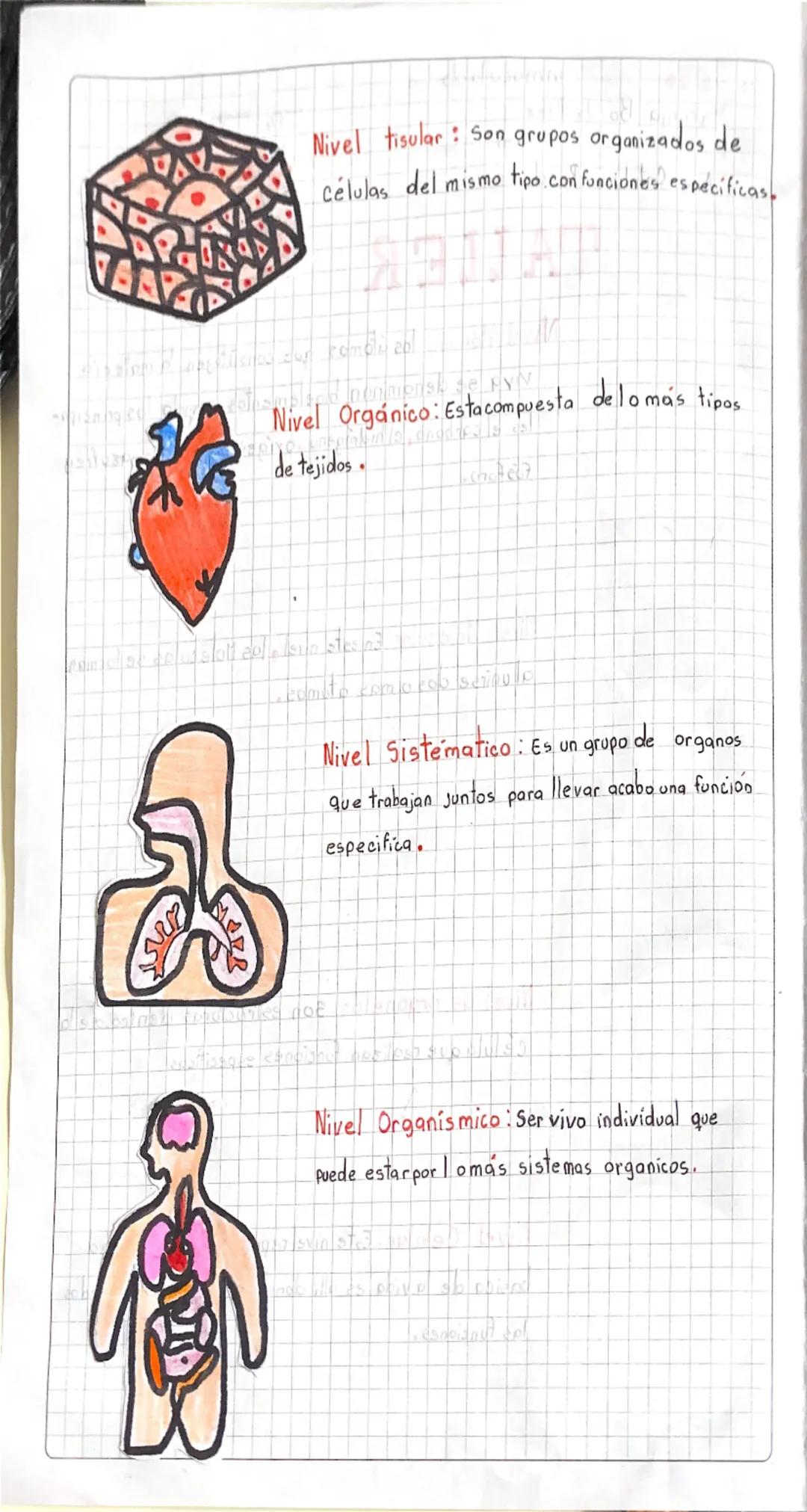 # Nivel Atómico: los átomos que constituyen la materia
viva se denominan bioelementos, siendo los principales
les el carbono, el hidrógeno,