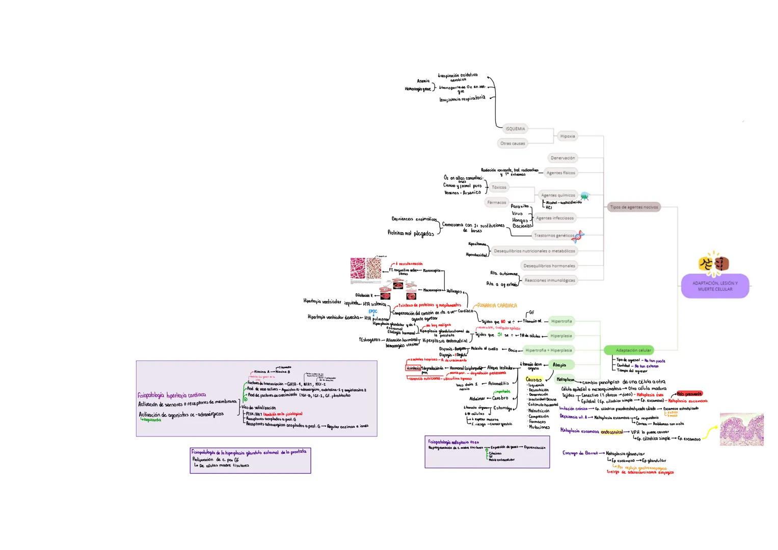 Anemia
respiración oxidativa
aerobica
Hemorragia greansporte de Oz en san-
gre
licencia respiratoria
ISQUEMIA
Hipoxia
Otras causas
Denervac