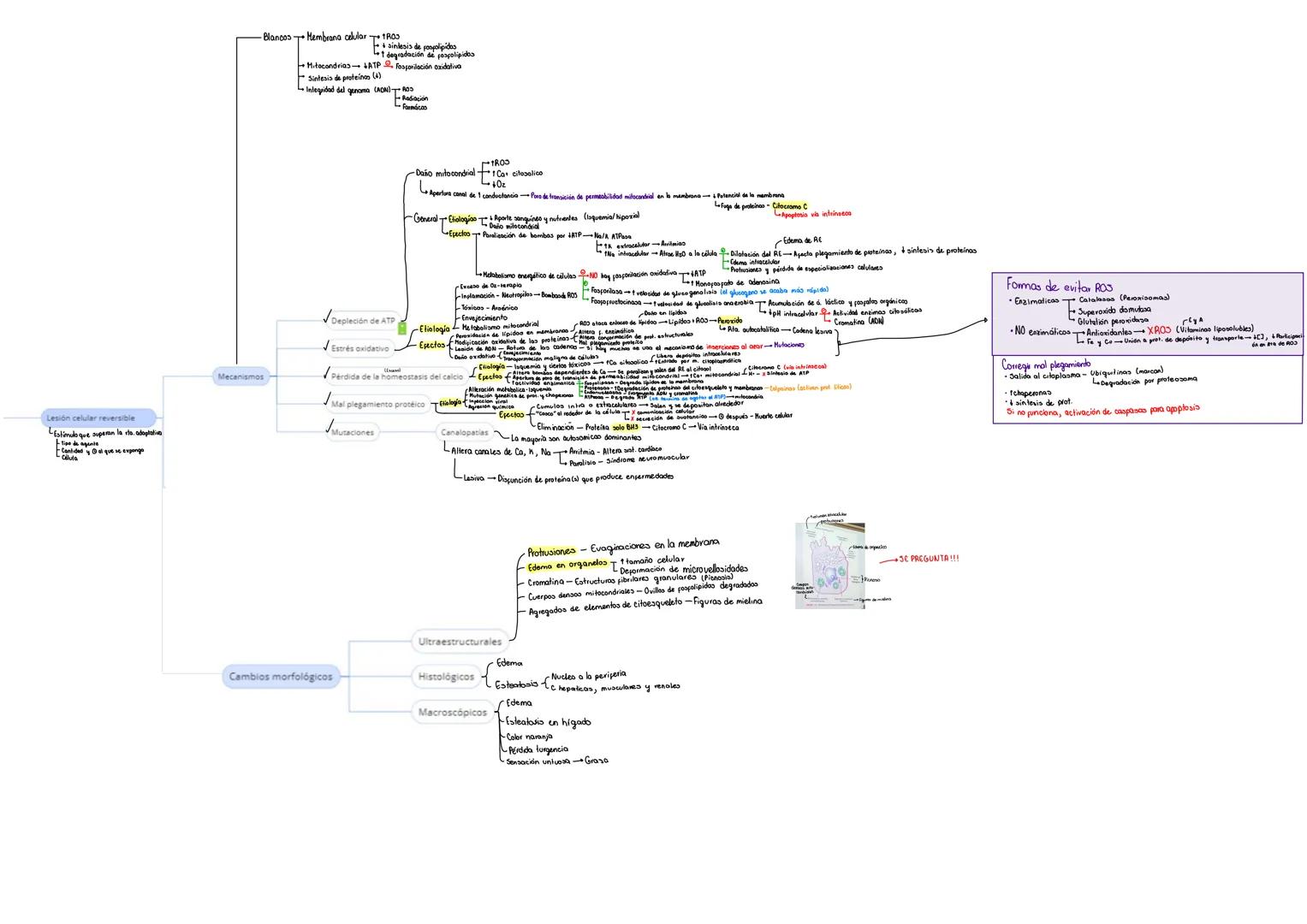 Anemia
respiración oxidativa
aerobica
Hemorragia greansporte de Oz en san-
gre
licencia respiratoria
ISQUEMIA
Hipoxia
Otras causas
Denervac