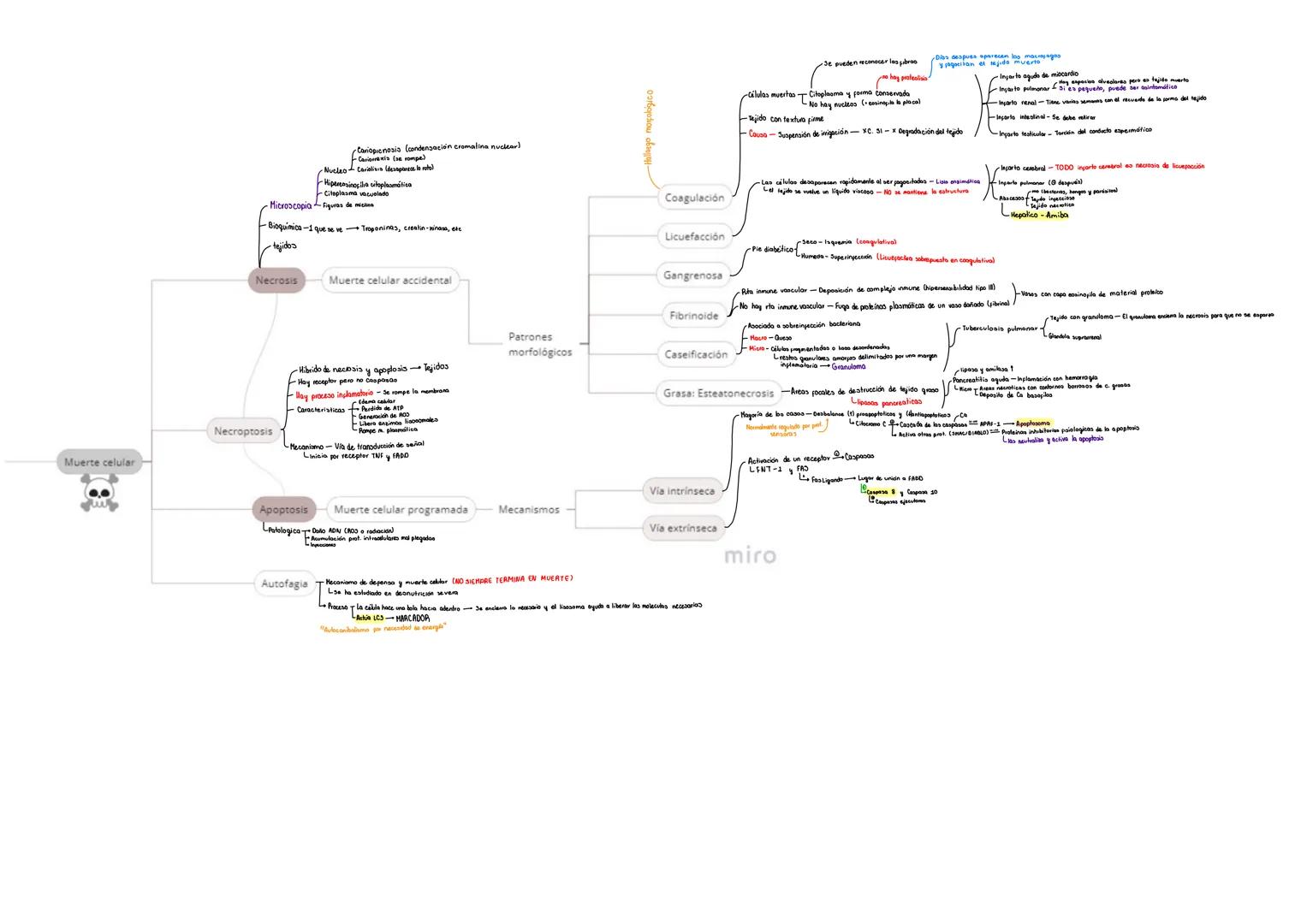 Anemia
respiración oxidativa
aerobica
Hemorragia greansporte de Oz en san-
gre
licencia respiratoria
ISQUEMIA
Hipoxia
Otras causas
Denervac