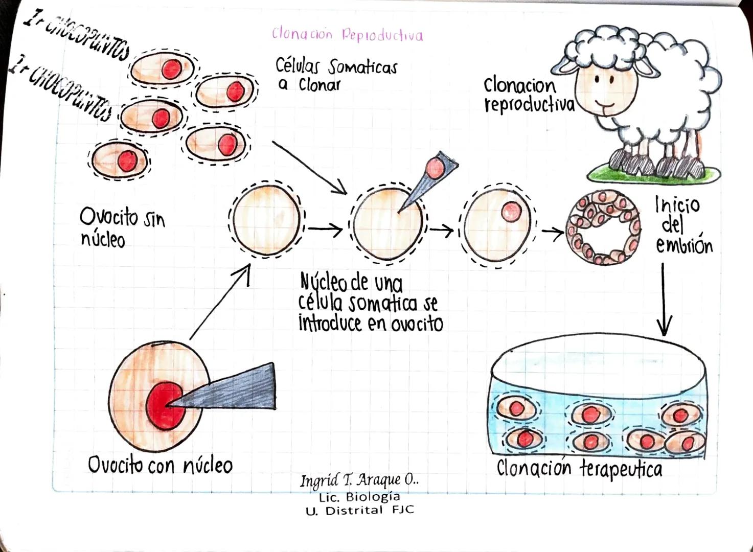 I+CHOCOPUNTOS
2+CHOCOPUNTOS
clonación Peproductiva
Células Somaticas
a Clonar
Ovocito Sin
núcleo
Núcleo de una
célula somatica se
introduce