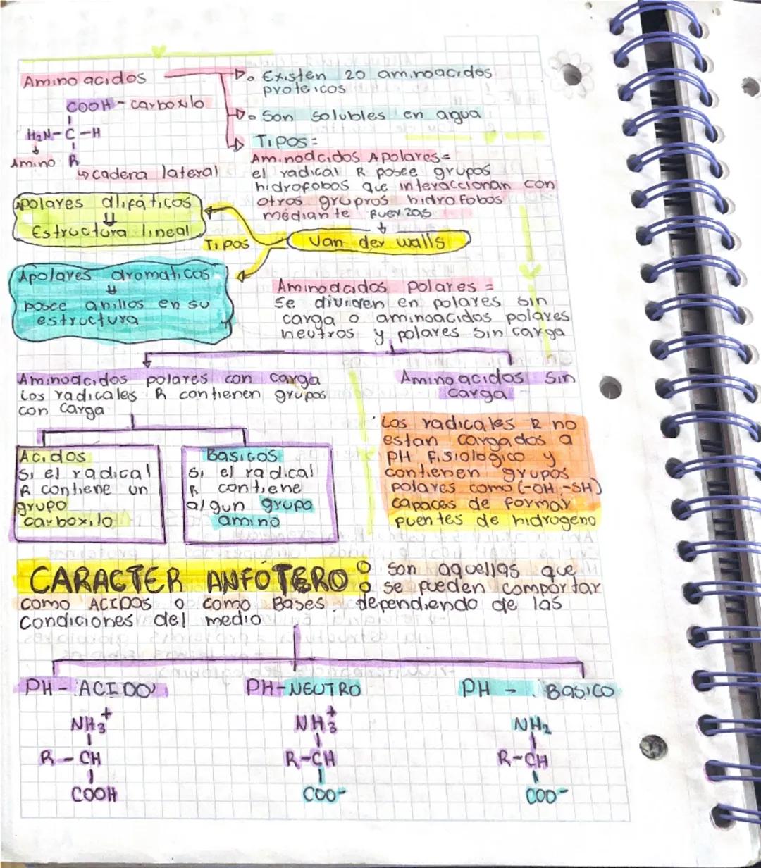 Proteínas y enzimas