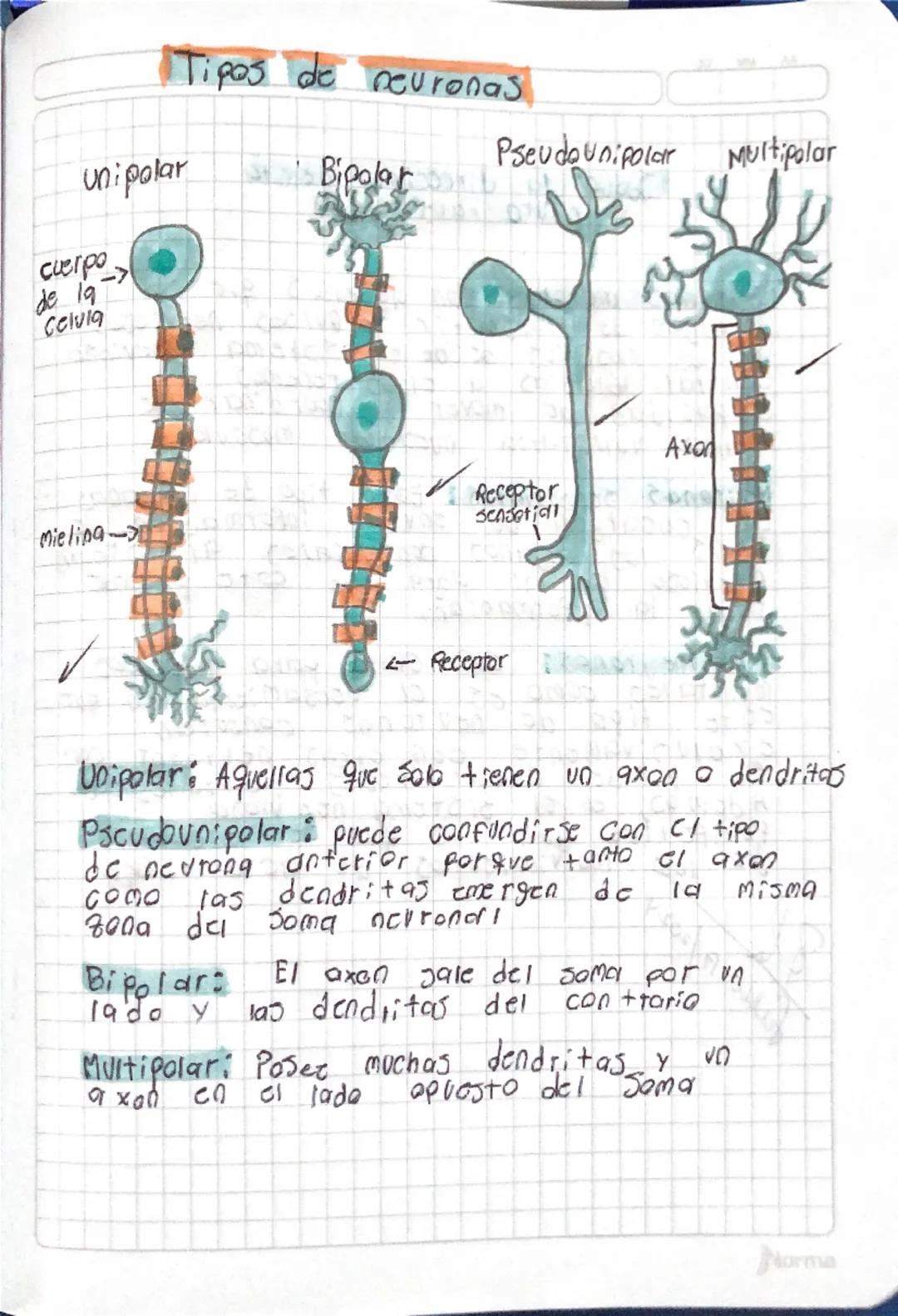 # Tipos de neuronas
Unipolar
cuerpo
de 19
Celvia
Mielina-
Bipolar
Pseudounipolar Multipolar
Axon
Receptor
scasetidi
- Receptor
Unip