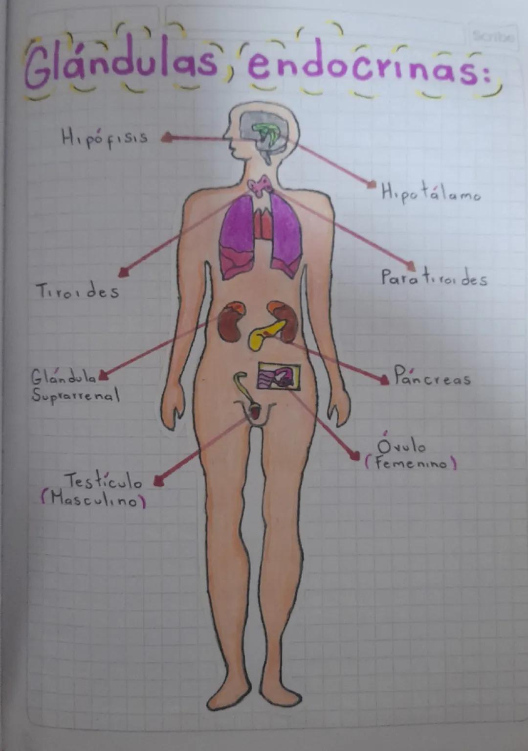 0
Taller 1 Scribe
Sistema
endocrino
0
1) Buscar el significado de las palabras
desconocidas:
• Actividad endocrina: es la reproducción y
Sec