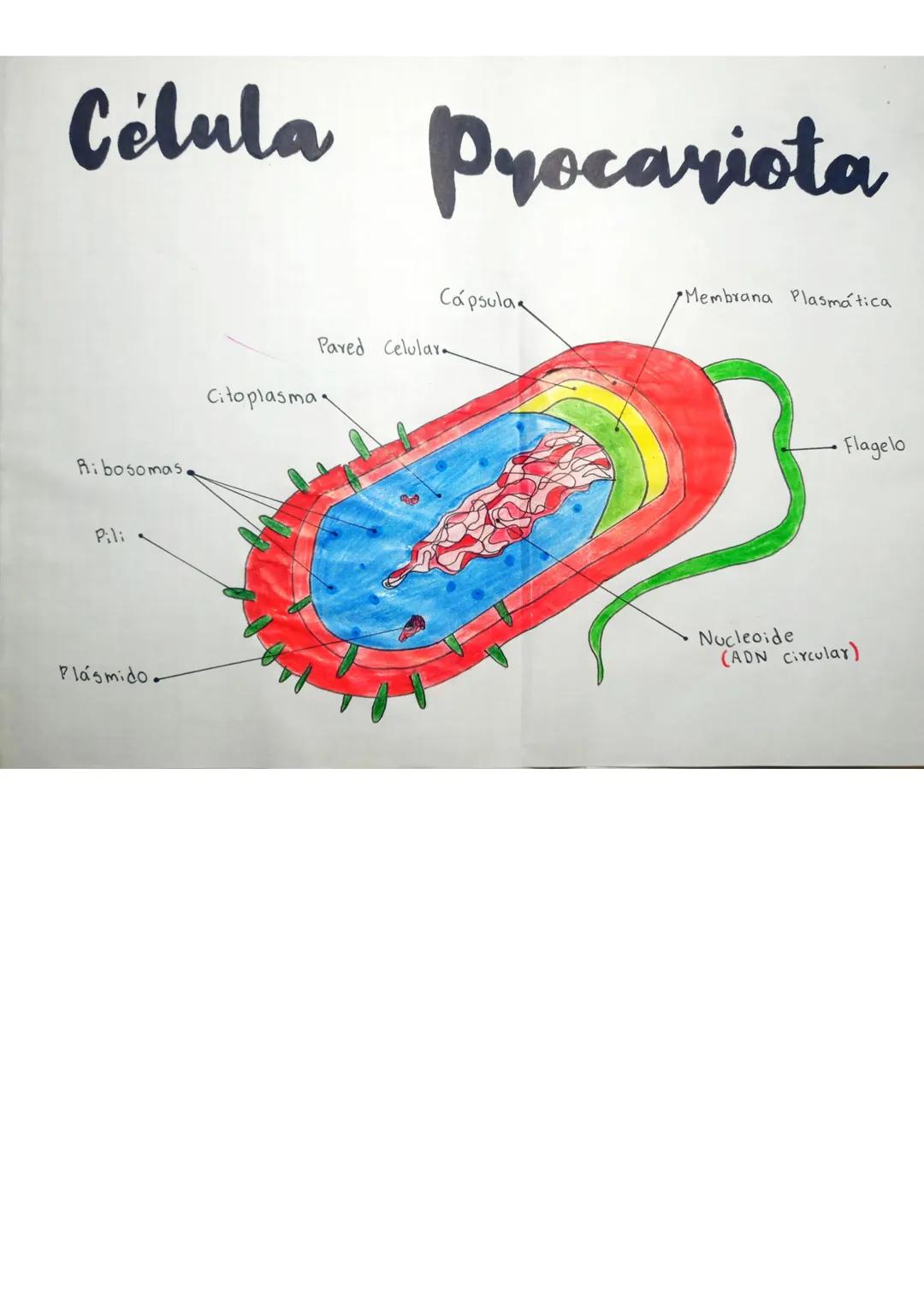 Célula Procariota y Eucariota