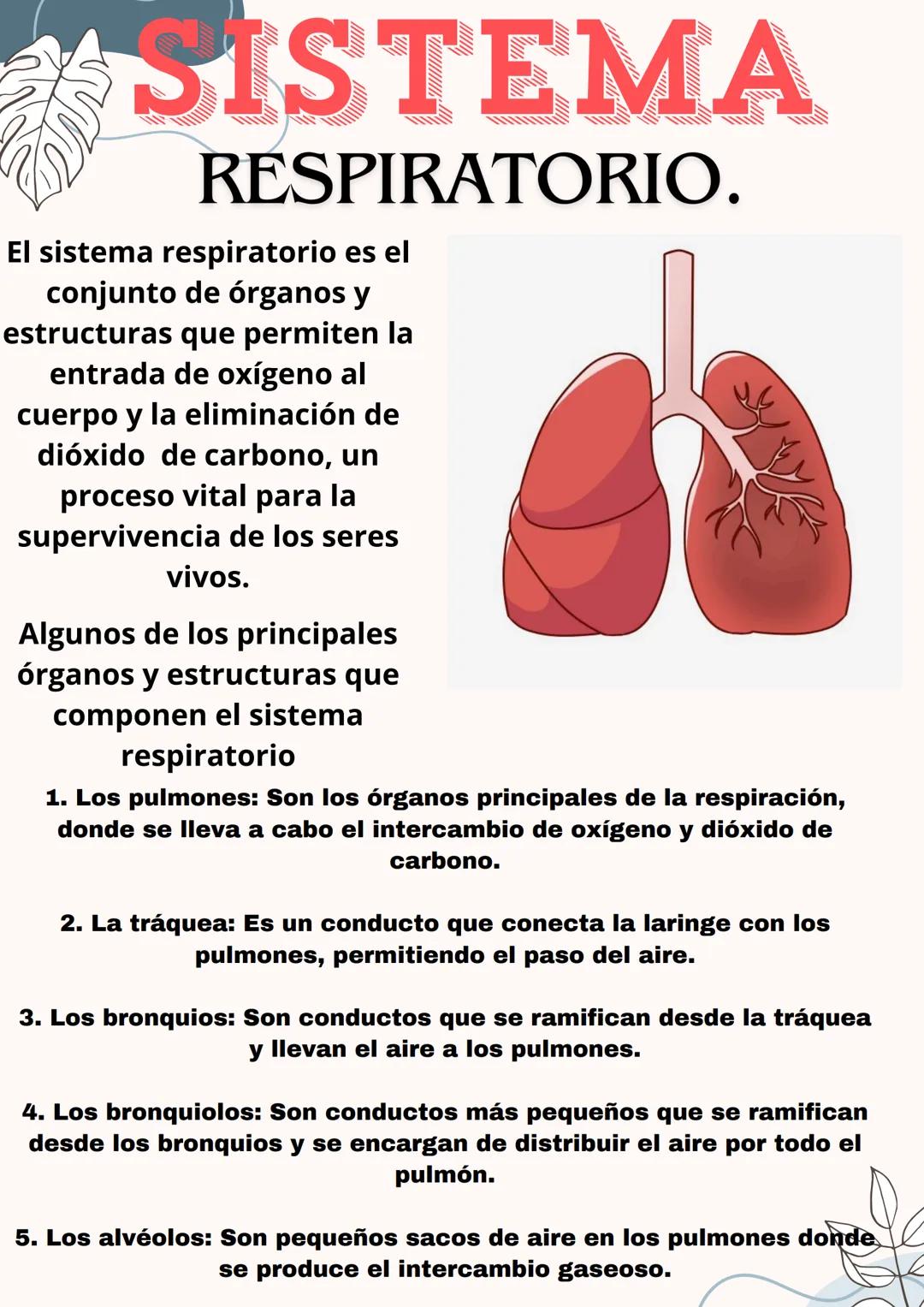Sistema Respiratorio